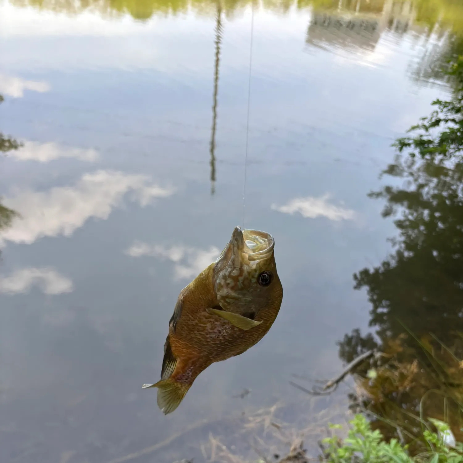 The most recent Greengill hybrid catches on Fishbrain