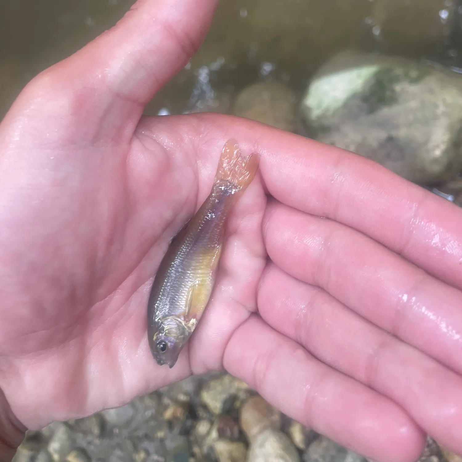 The most recent Fathead minnow catches on Fishbrain