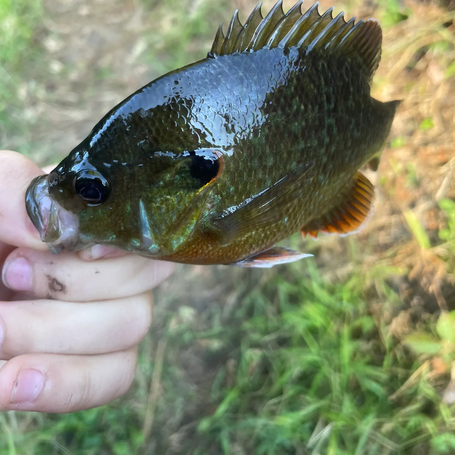 Greengill hybrid caught on Fishbrain