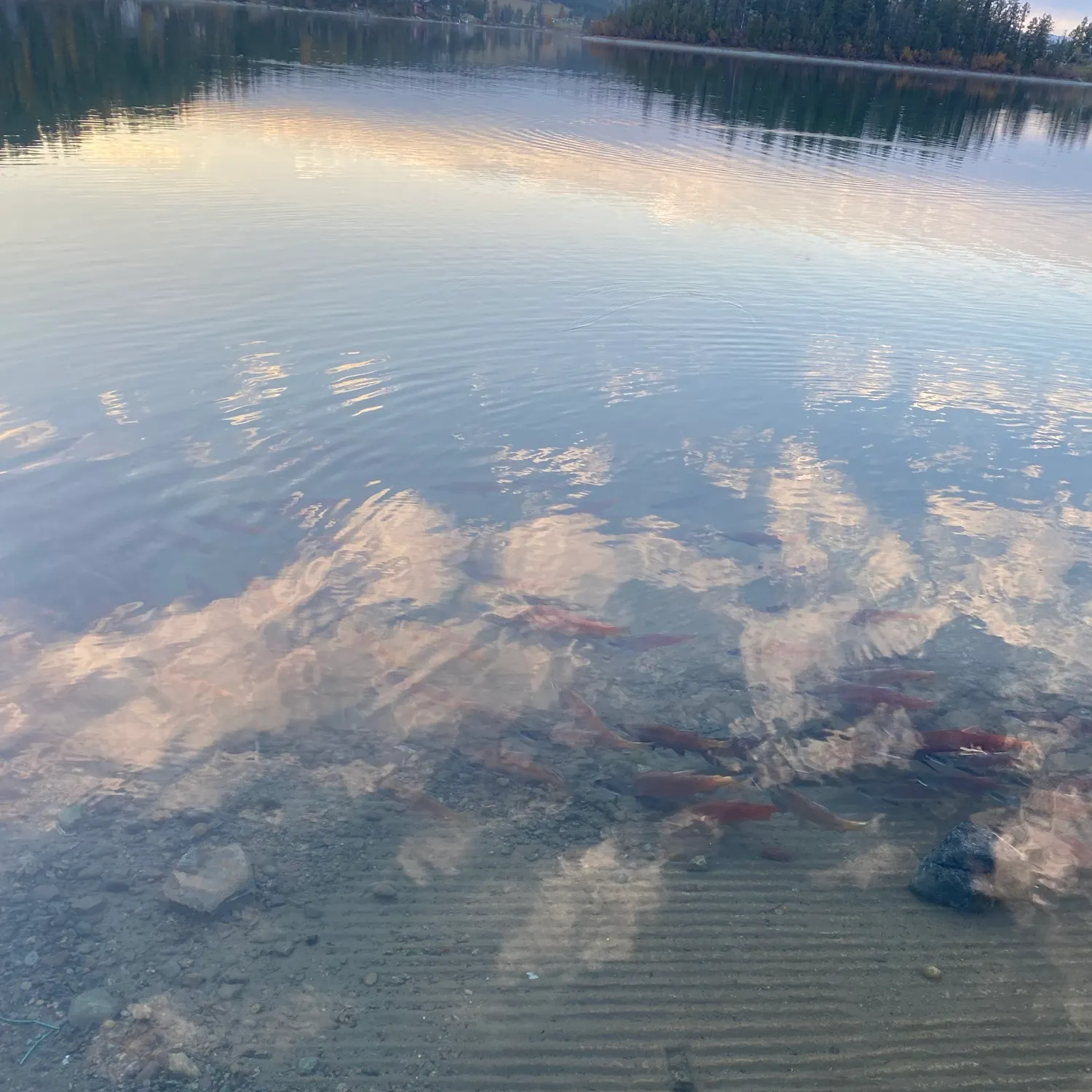 Kokanee salmon caught on Fishbrain