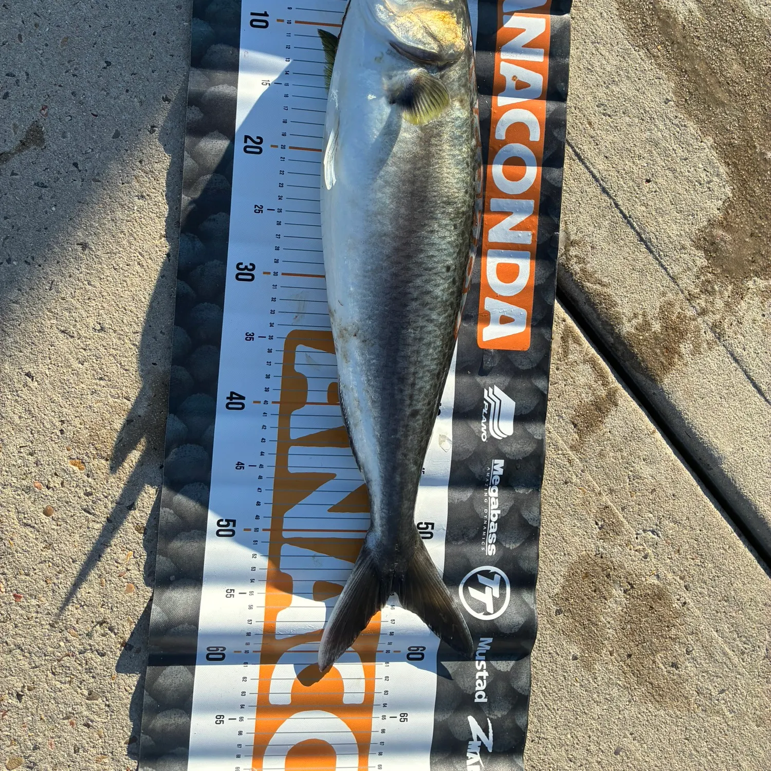 The most recent Eastern Australian salmon catches on Fishbrain