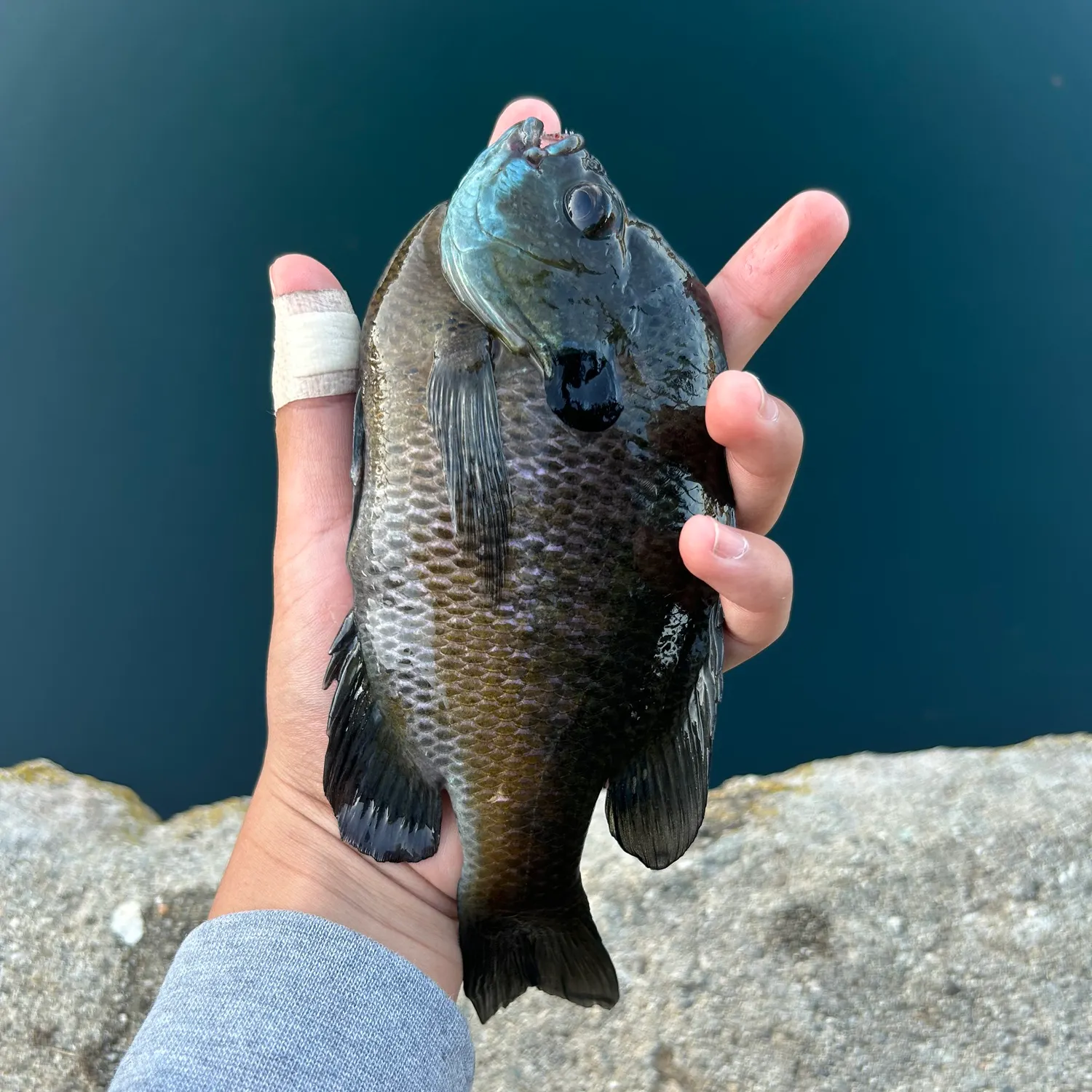 The most recent Bluegill catches on Fishbrain