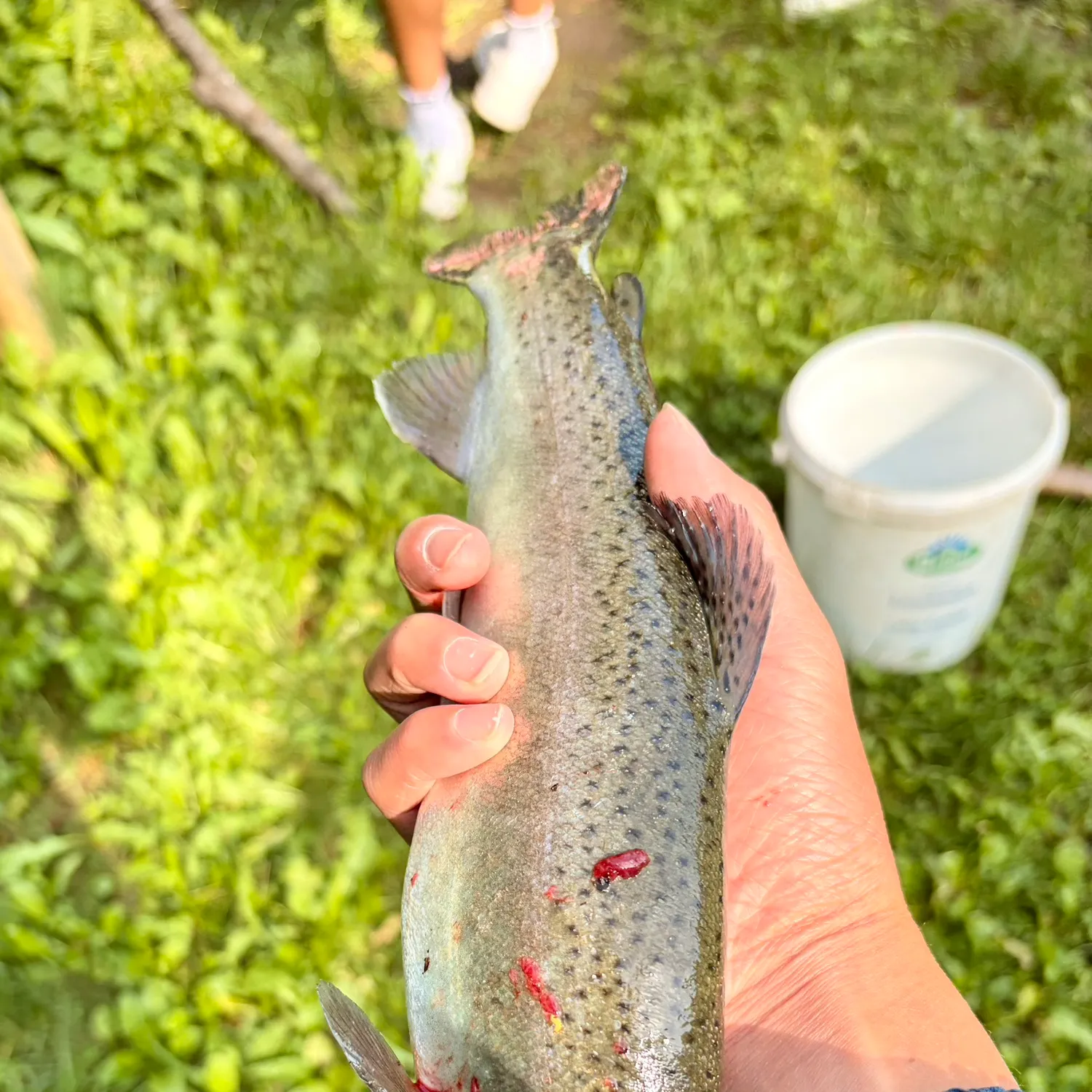 Rainbow trout caught on Fishbrain
