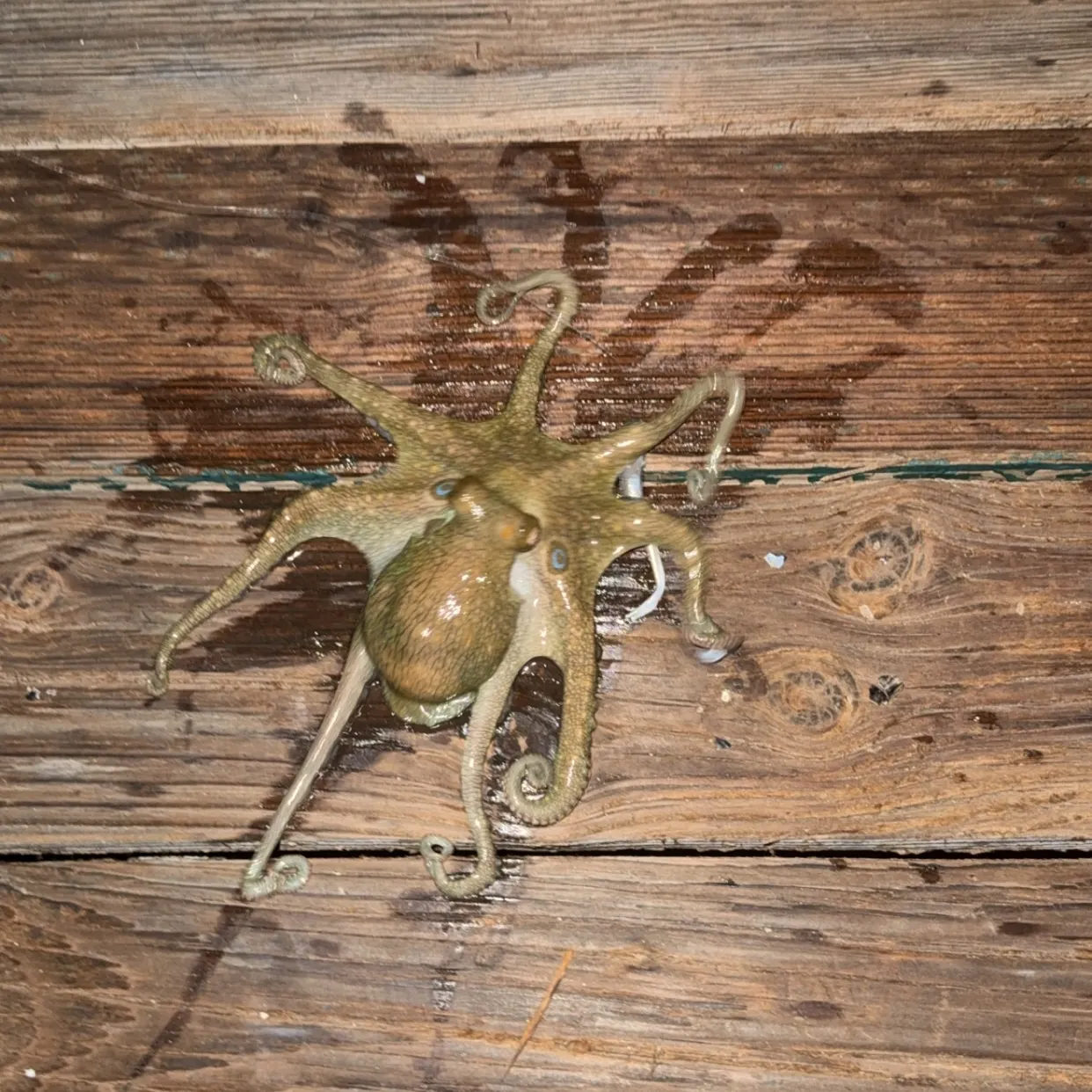 California two-spot octopus caught on Fishbrain