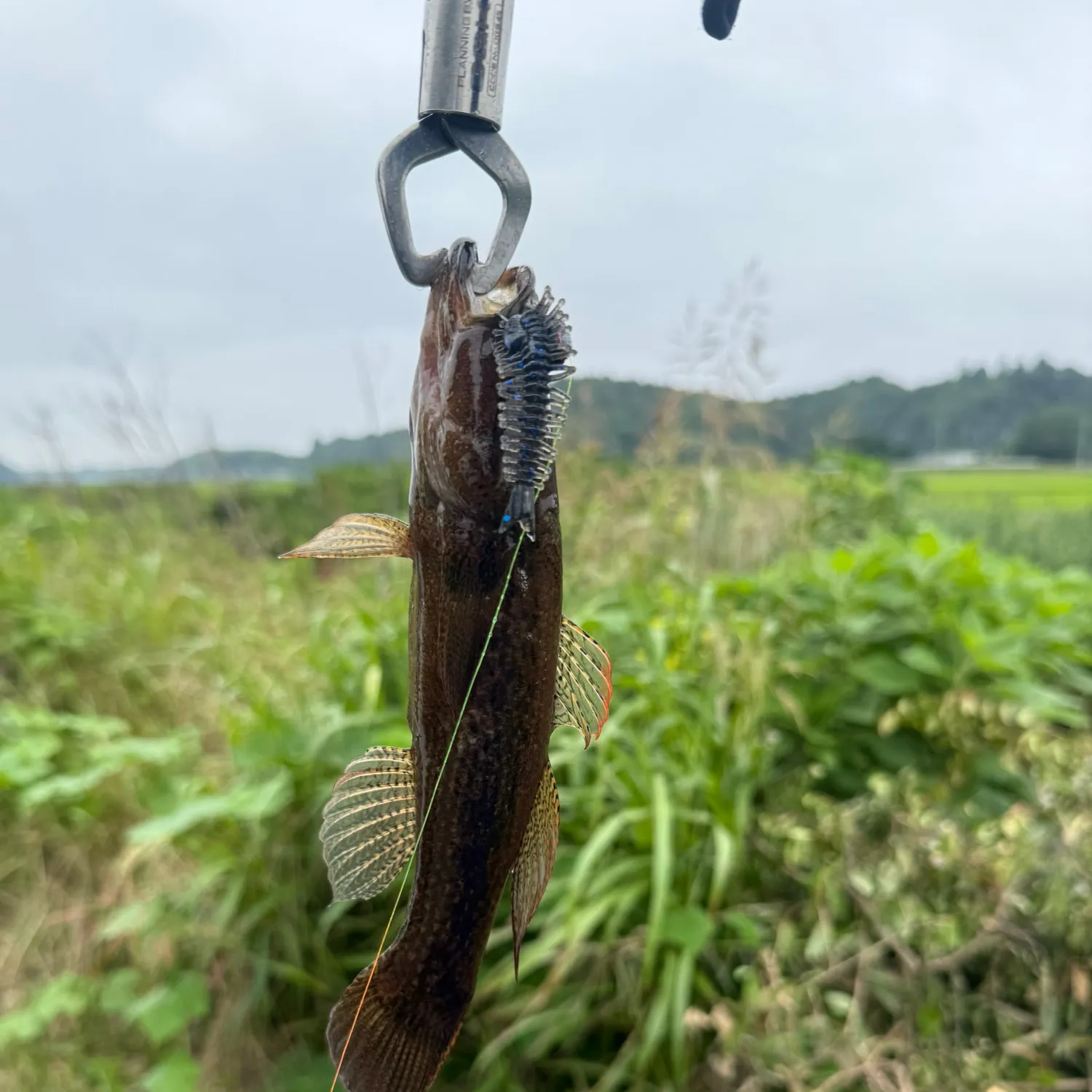 The most recent Point-headed sleeper goby catches on Fishbrain