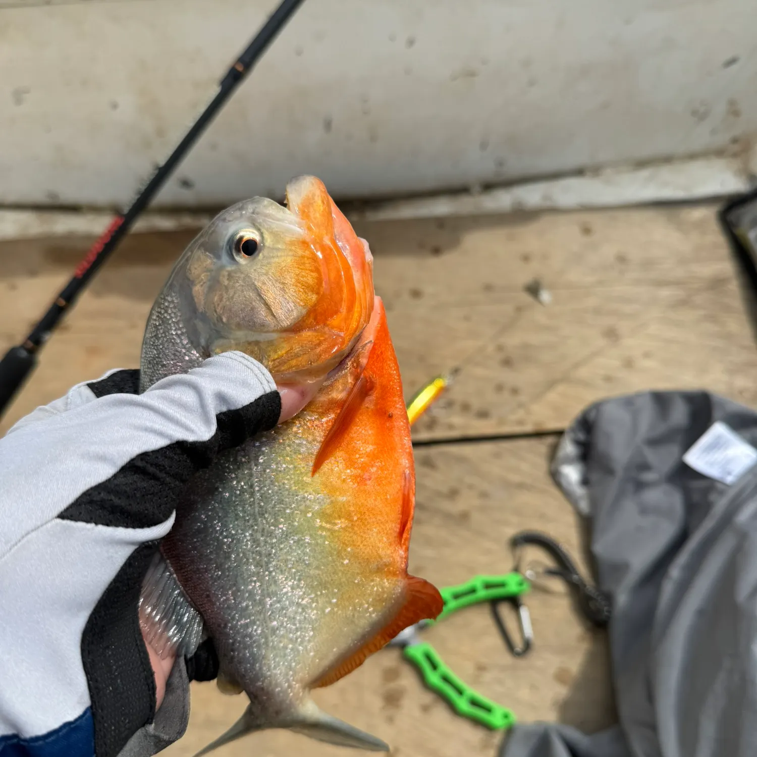 The most recent Red-bellied piranha catches on Fishbrain