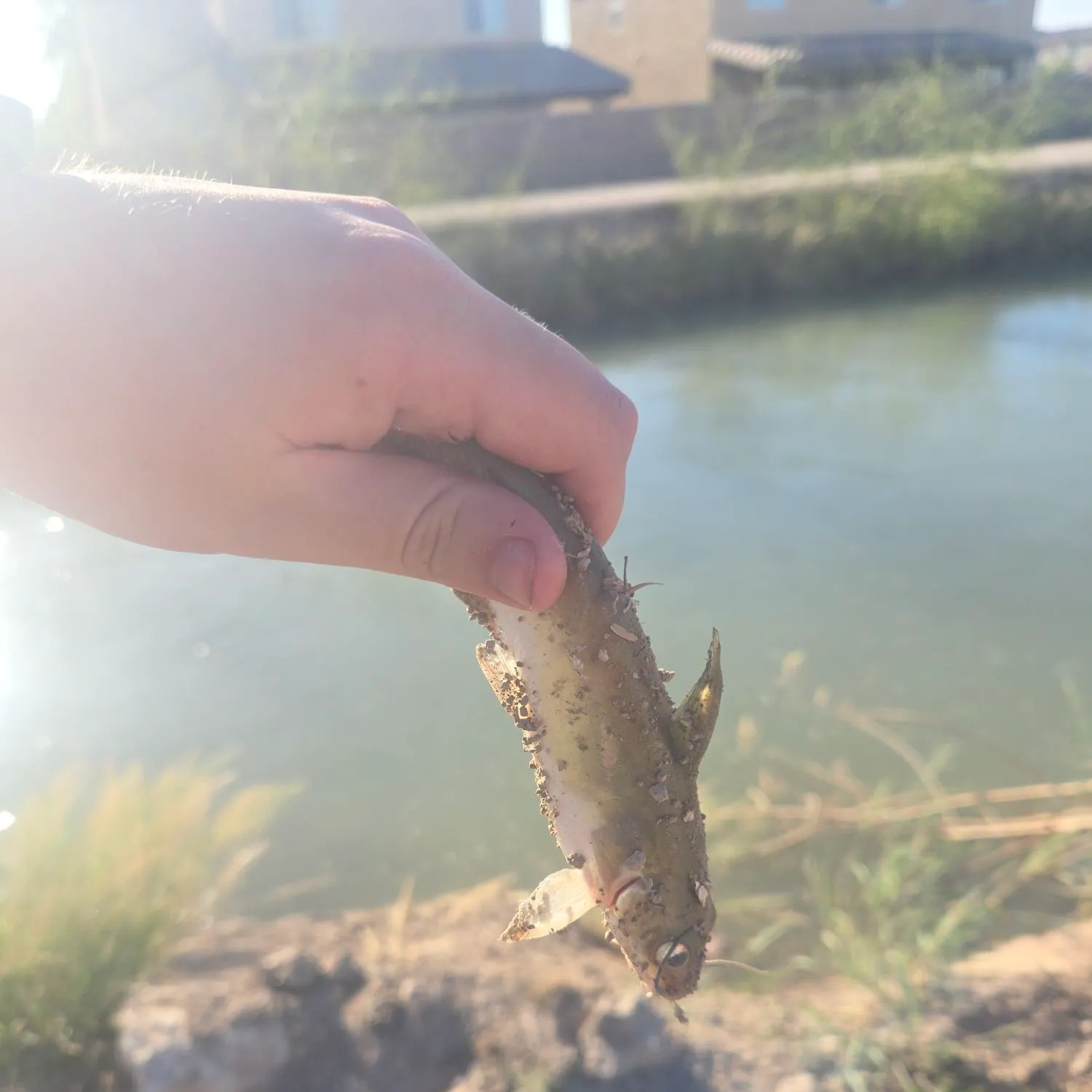 The most recent Channel catfish catches on Fishbrain