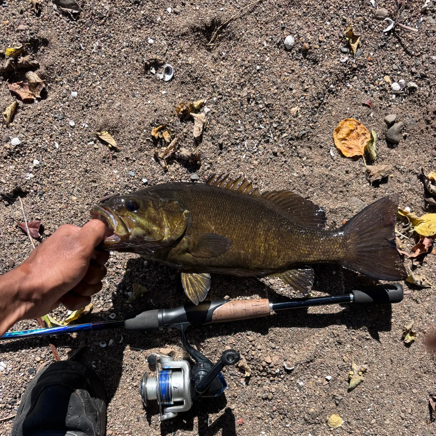 Smallmouth bass caught on Fishbrain