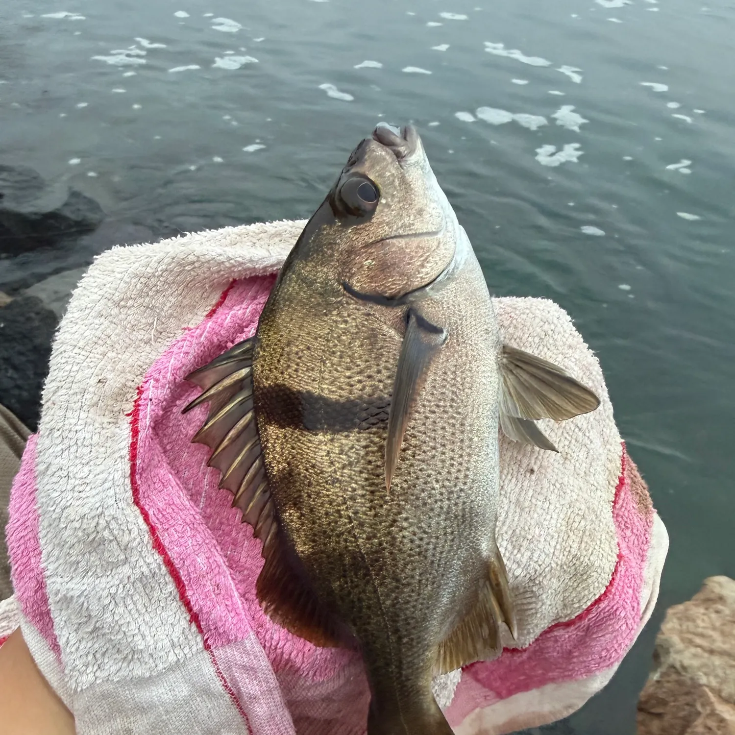 The most recent Sargo catches on Fishbrain