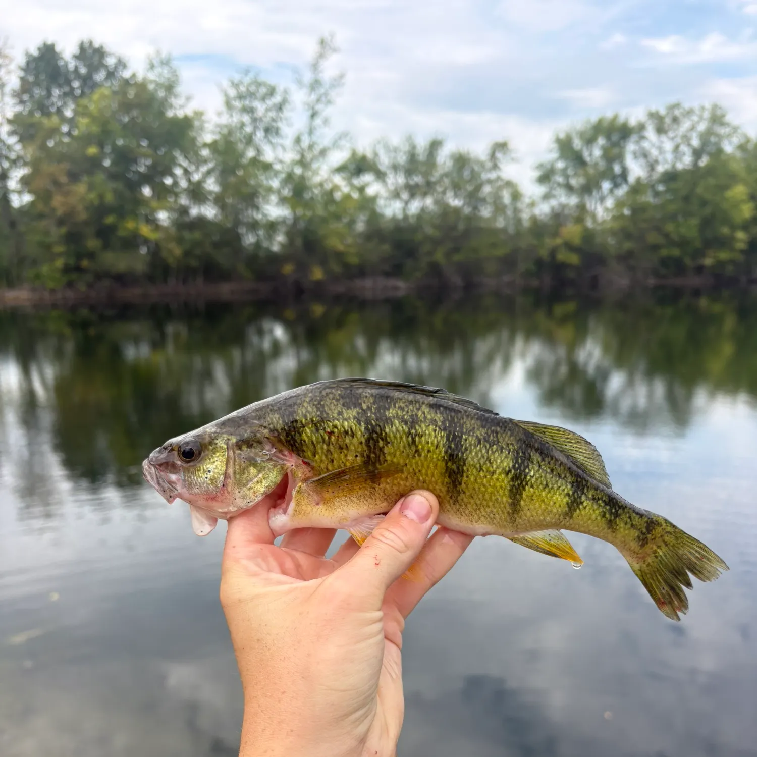 Yellow perch caught on Fishbrain