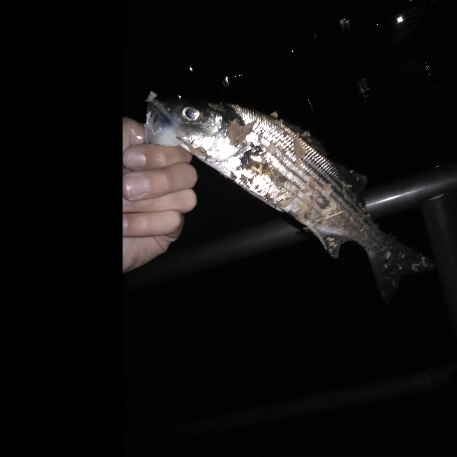 Striped bass caught on Fishbrain