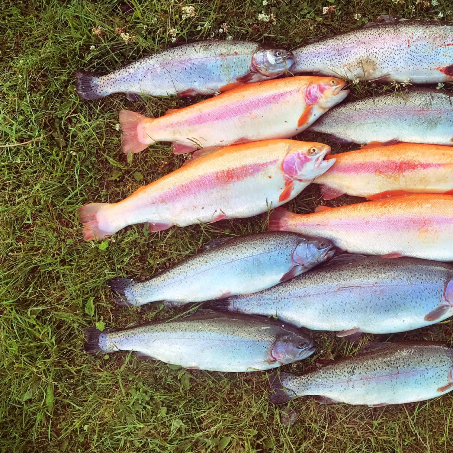 recently logged catches