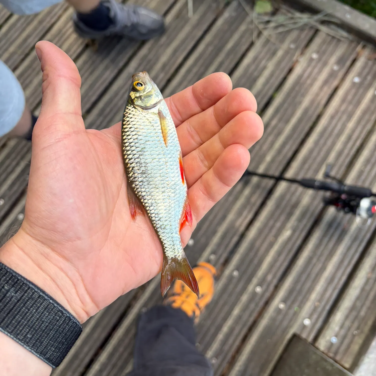 Common roach caught on Fishbrain
