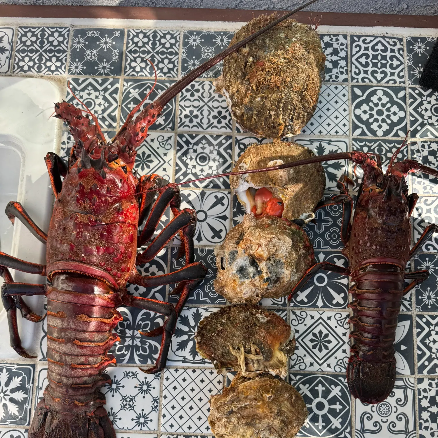 The most recent California spiny lobster catches on Fishbrain