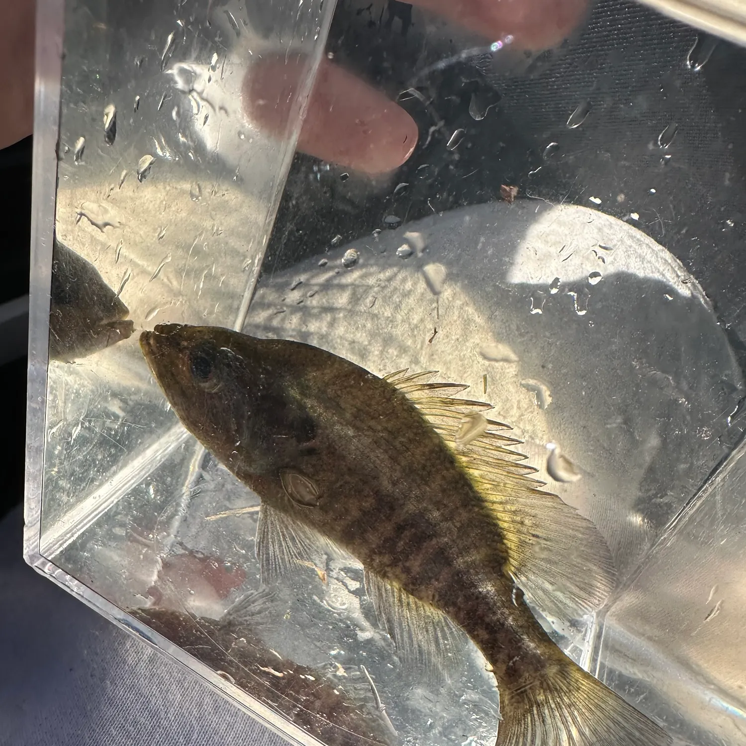 The most recent Warmouth catches on Fishbrain