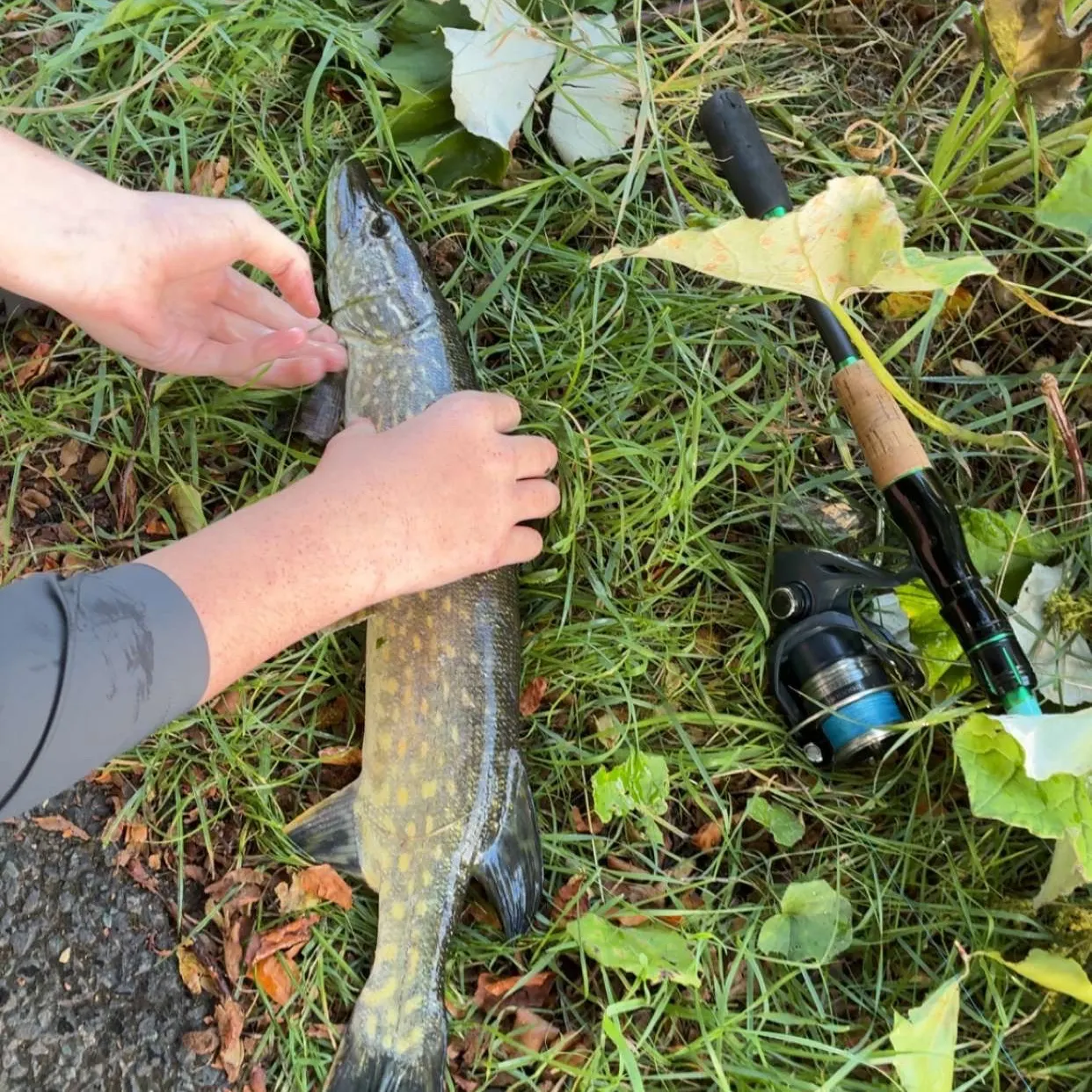 Northern pike caught on Fishbrain