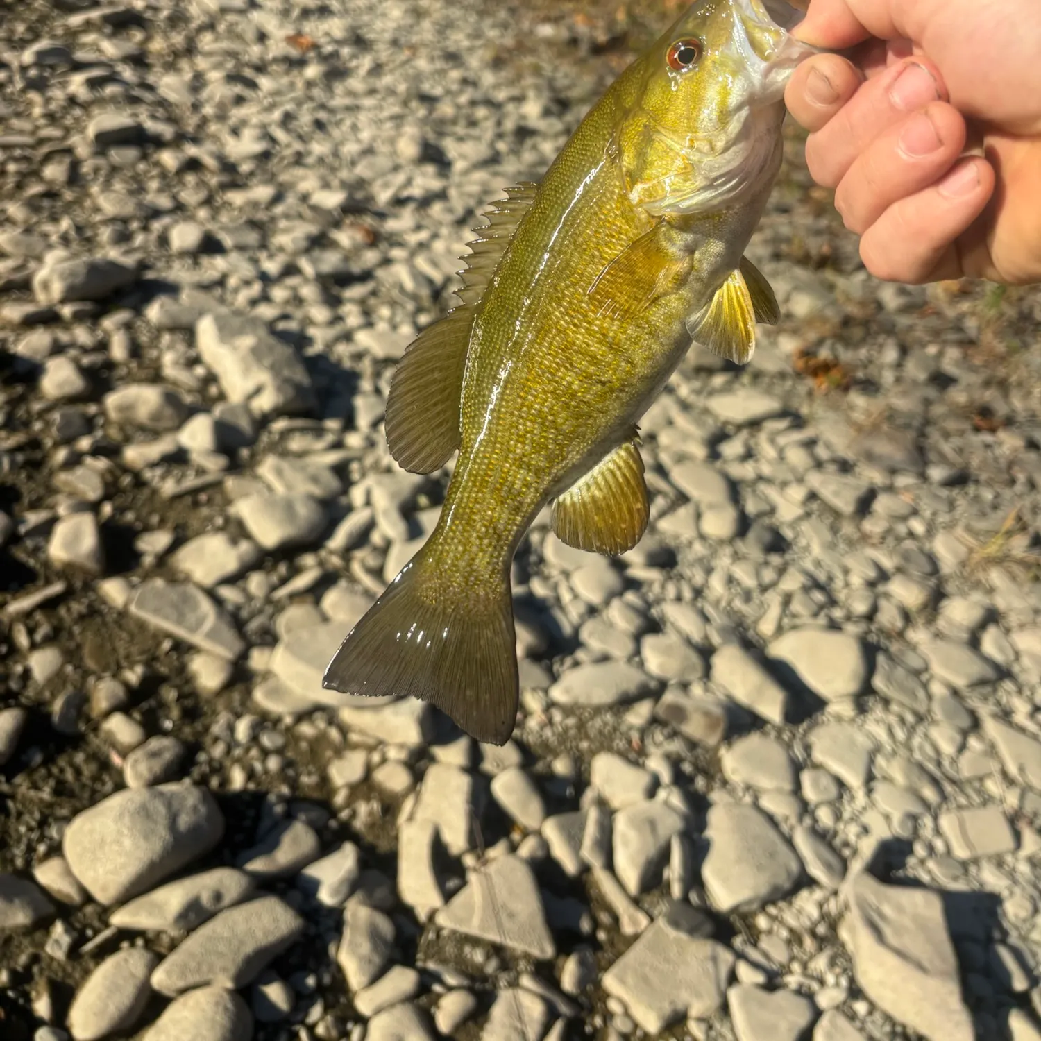 Smallmouth bass caught on Fishbrain
