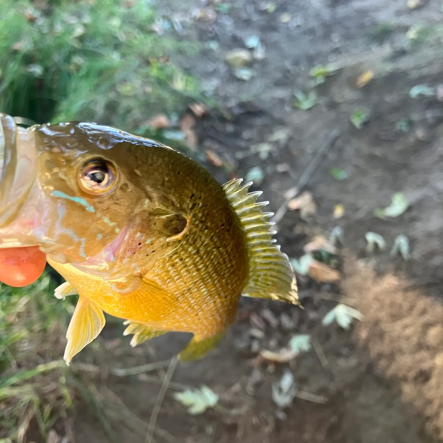 Green sunfish caught on Fishbrain