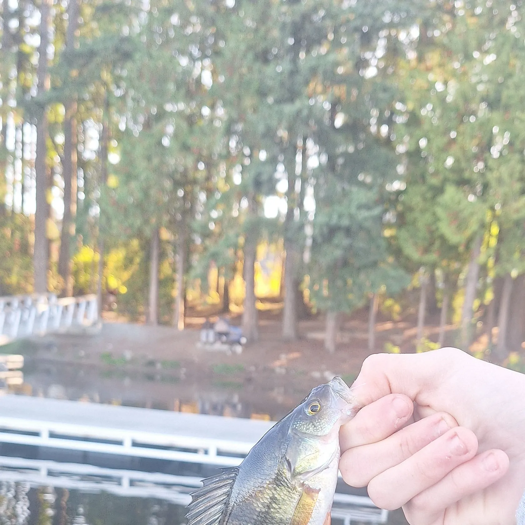 Yellow perch caught on Fishbrain