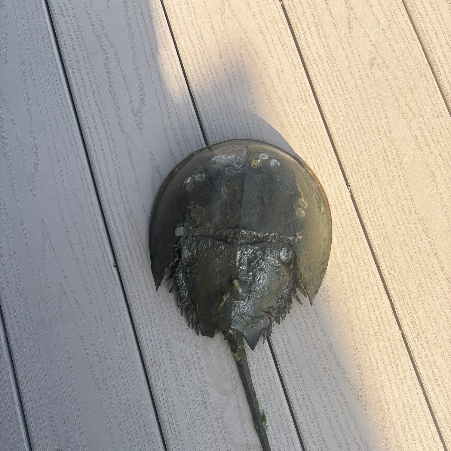 The most recent Atlantic horseshoe crab catches on Fishbrain