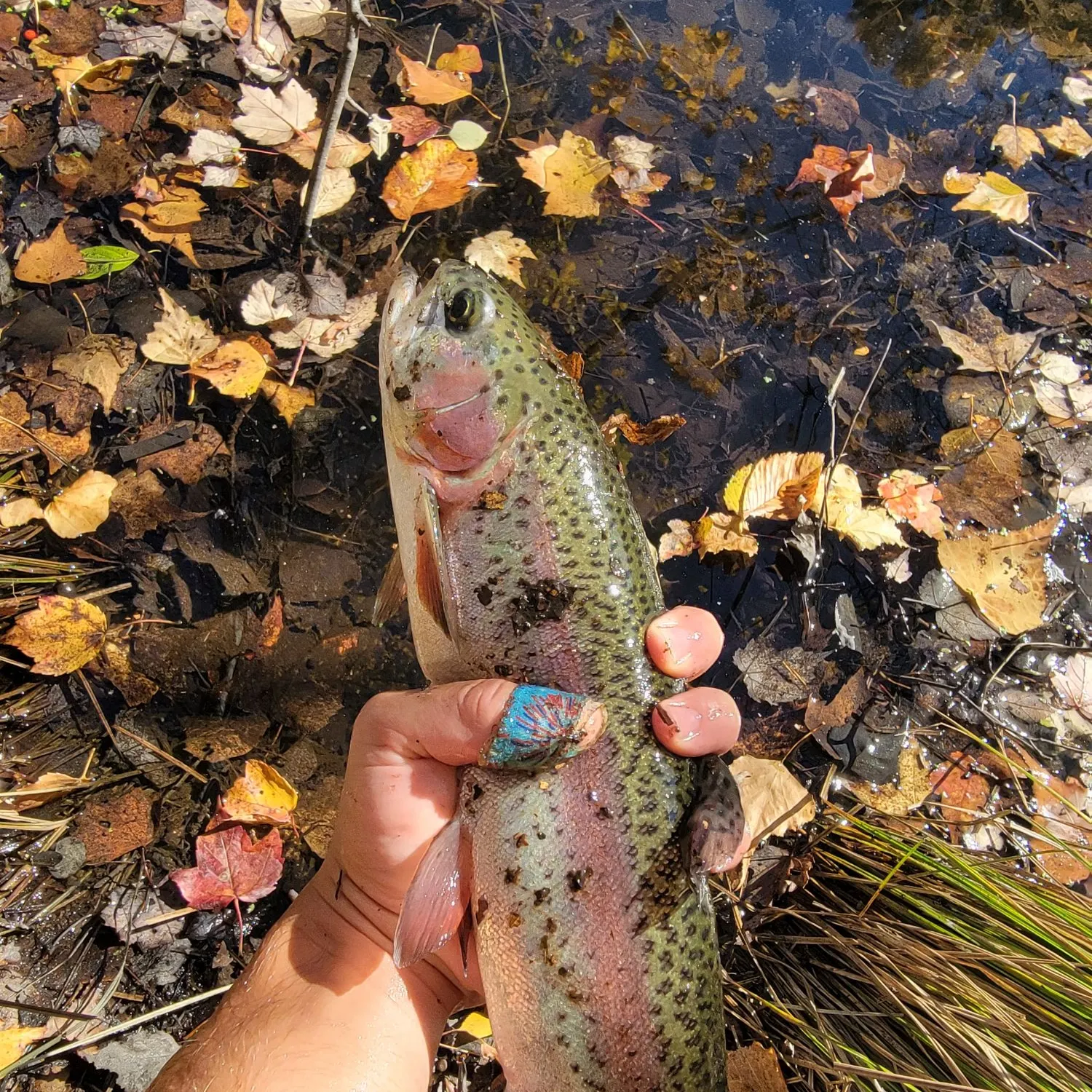 Rainbow trout caught on Fishbrain