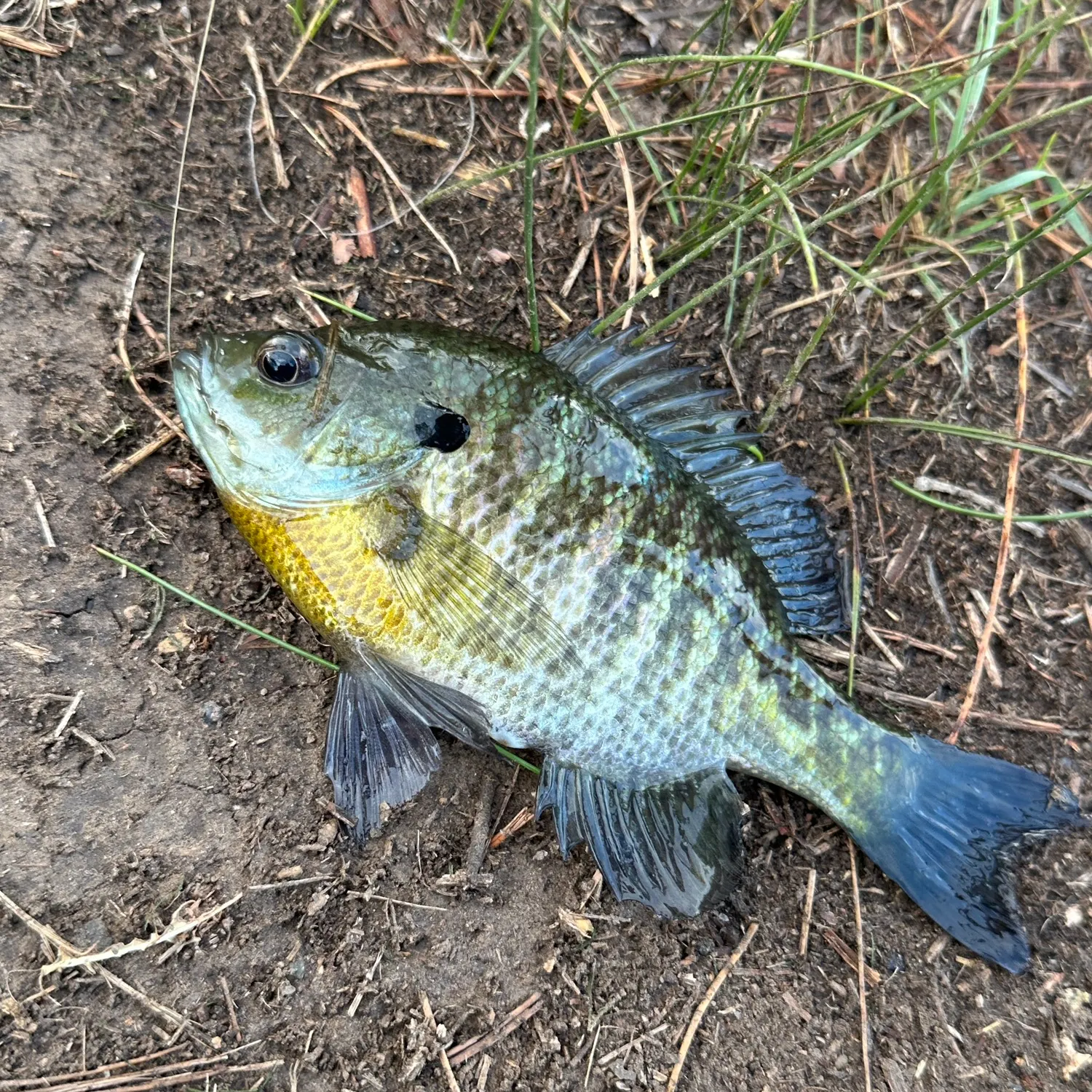 Bluegill caught on Fishbrain
