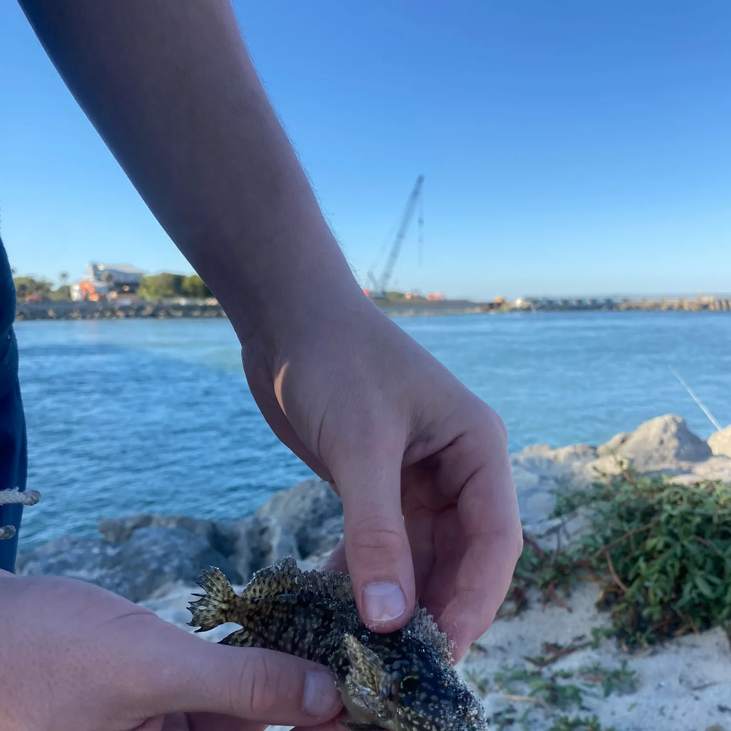 The most recent Hairy blenny catches on Fishbrain