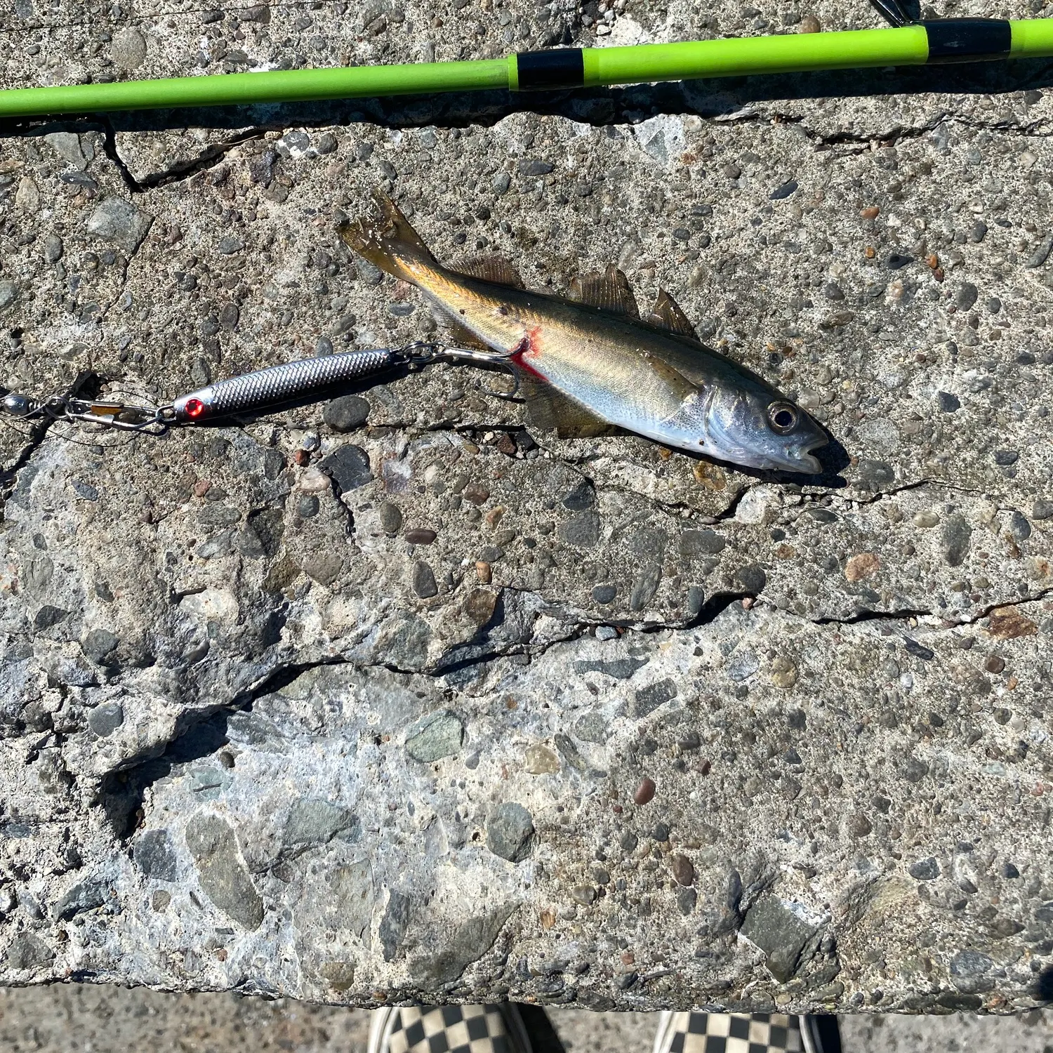 The most recent Whiting catches on Fishbrain