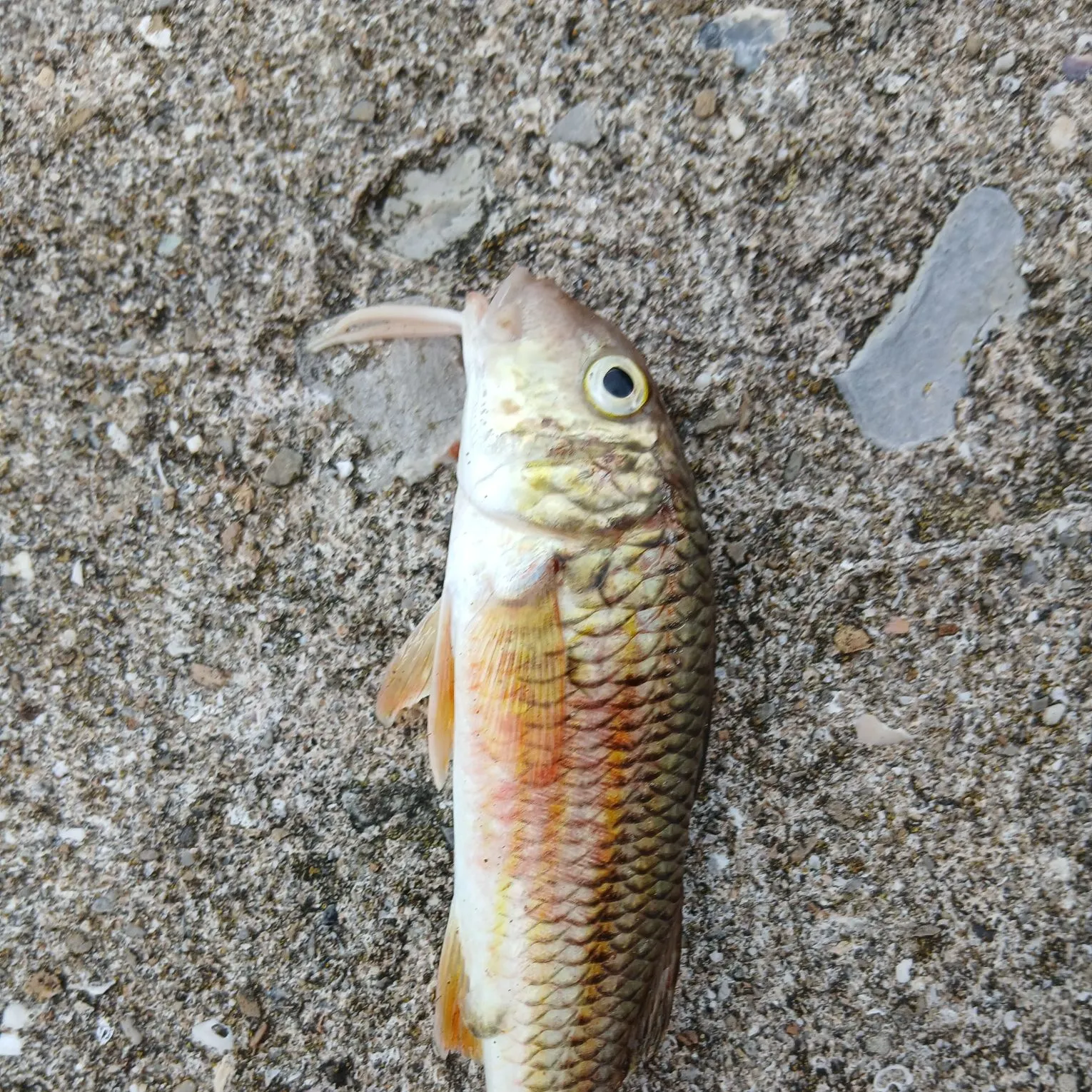 The most recent Striped red mullet catches on Fishbrain