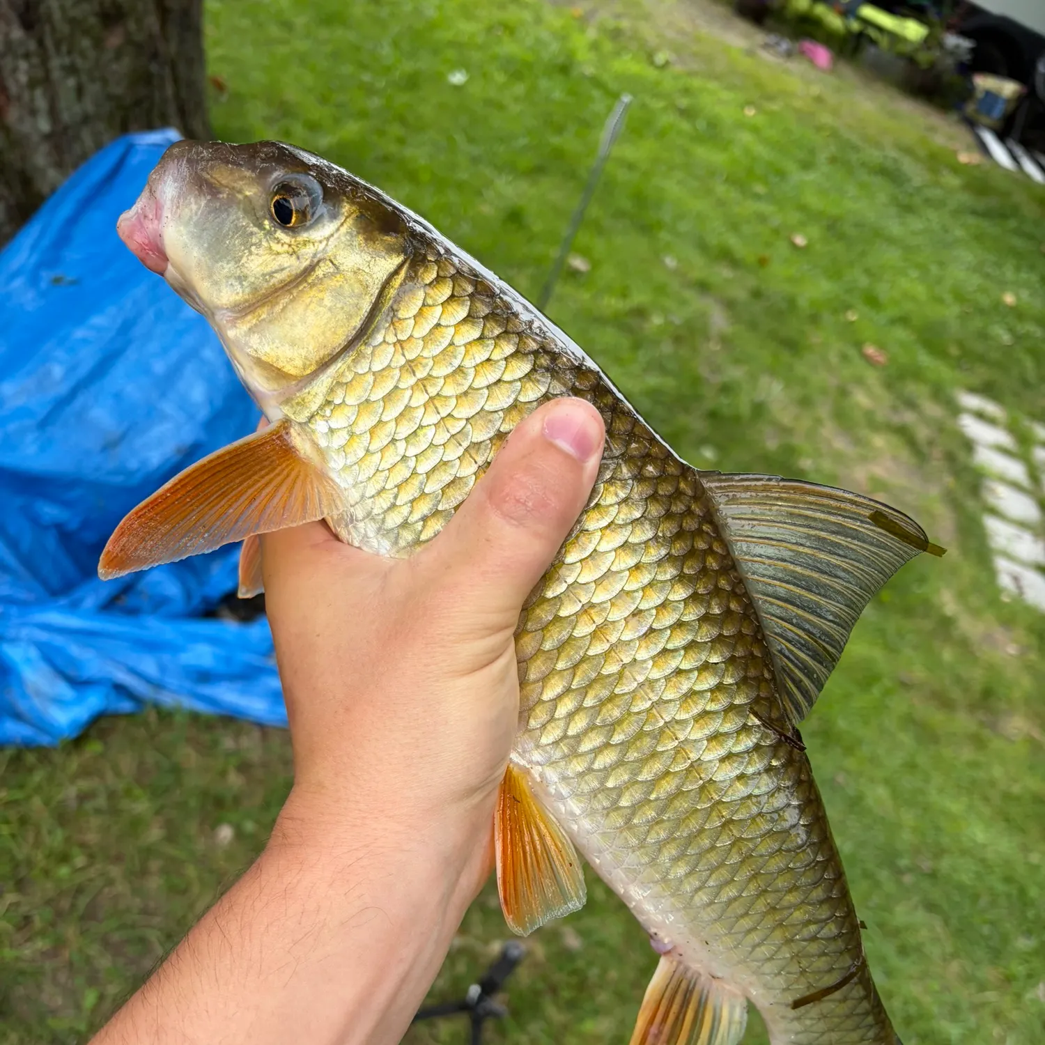 Golden redhorse caught on Fishbrain