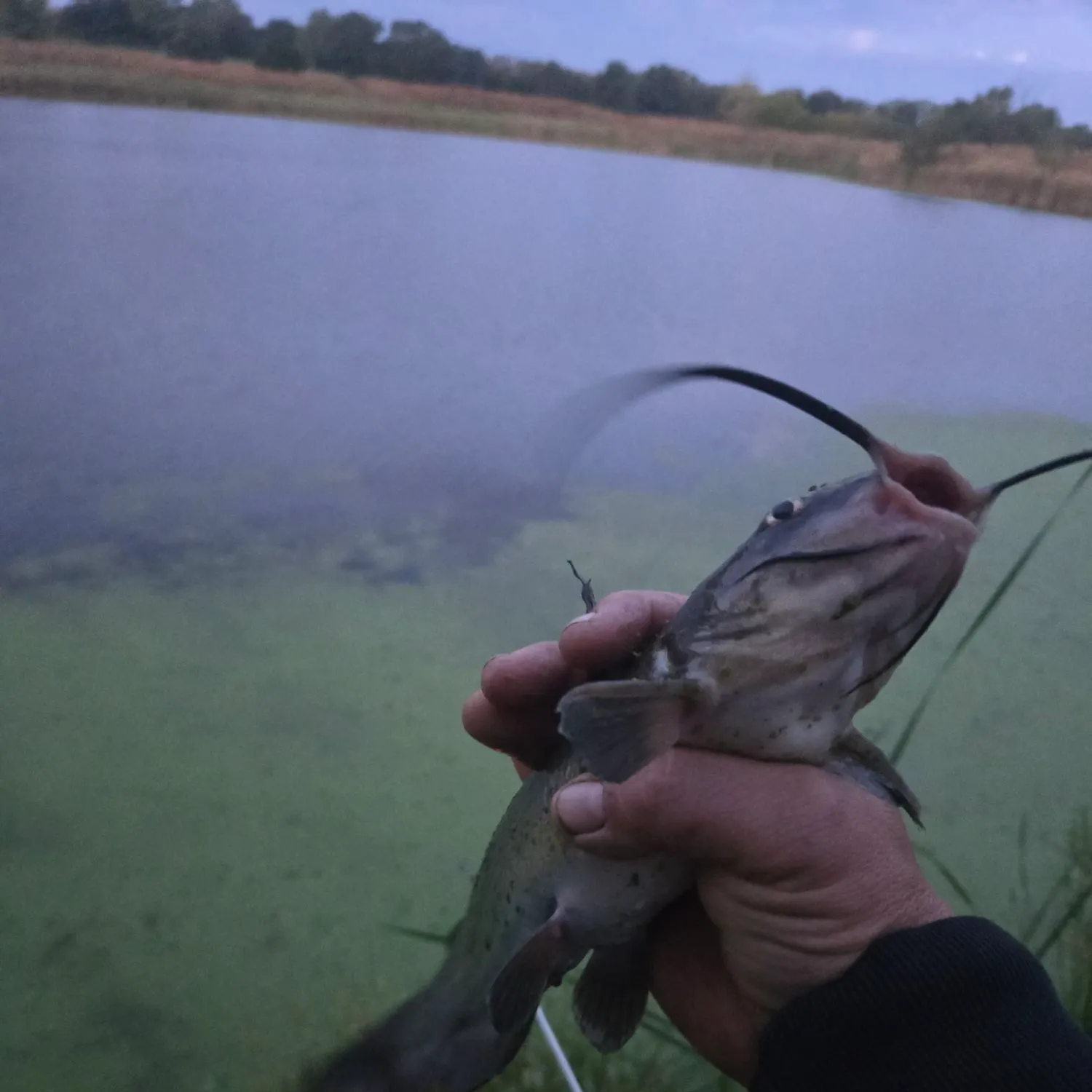 Channel catfish caught on Fishbrain