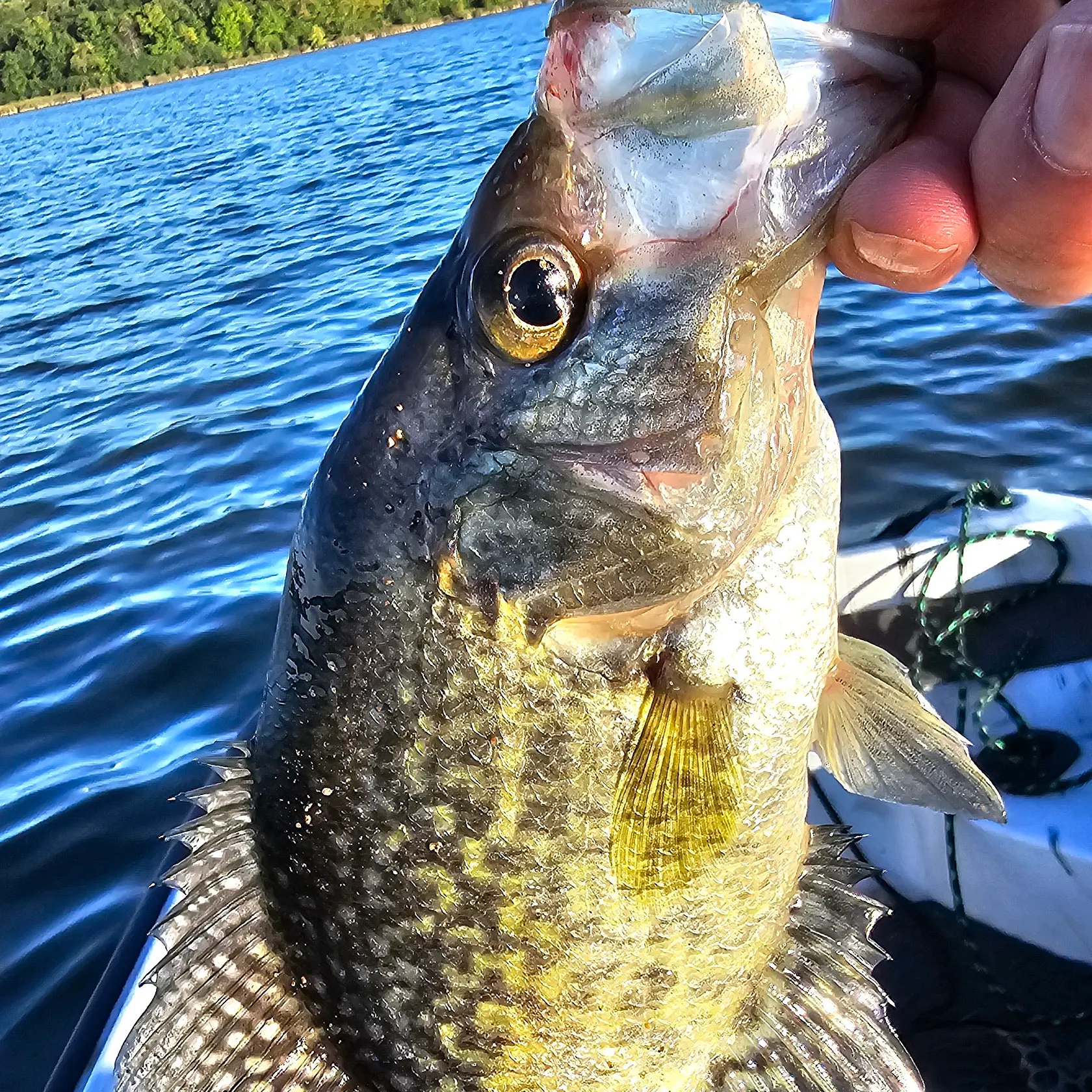 Black crappie caught on Fishbrain