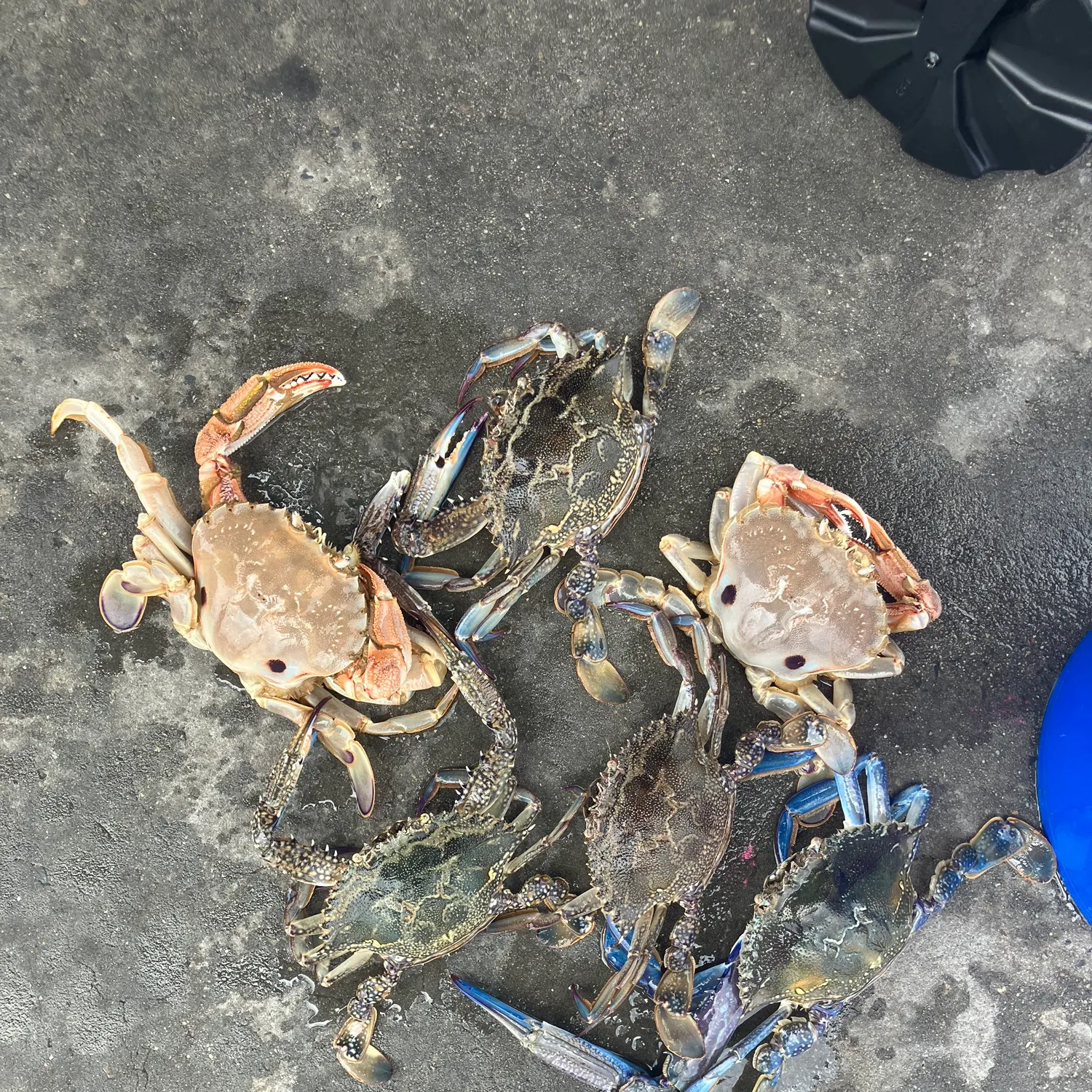 The most recent Atlantic rock crab catches on Fishbrain