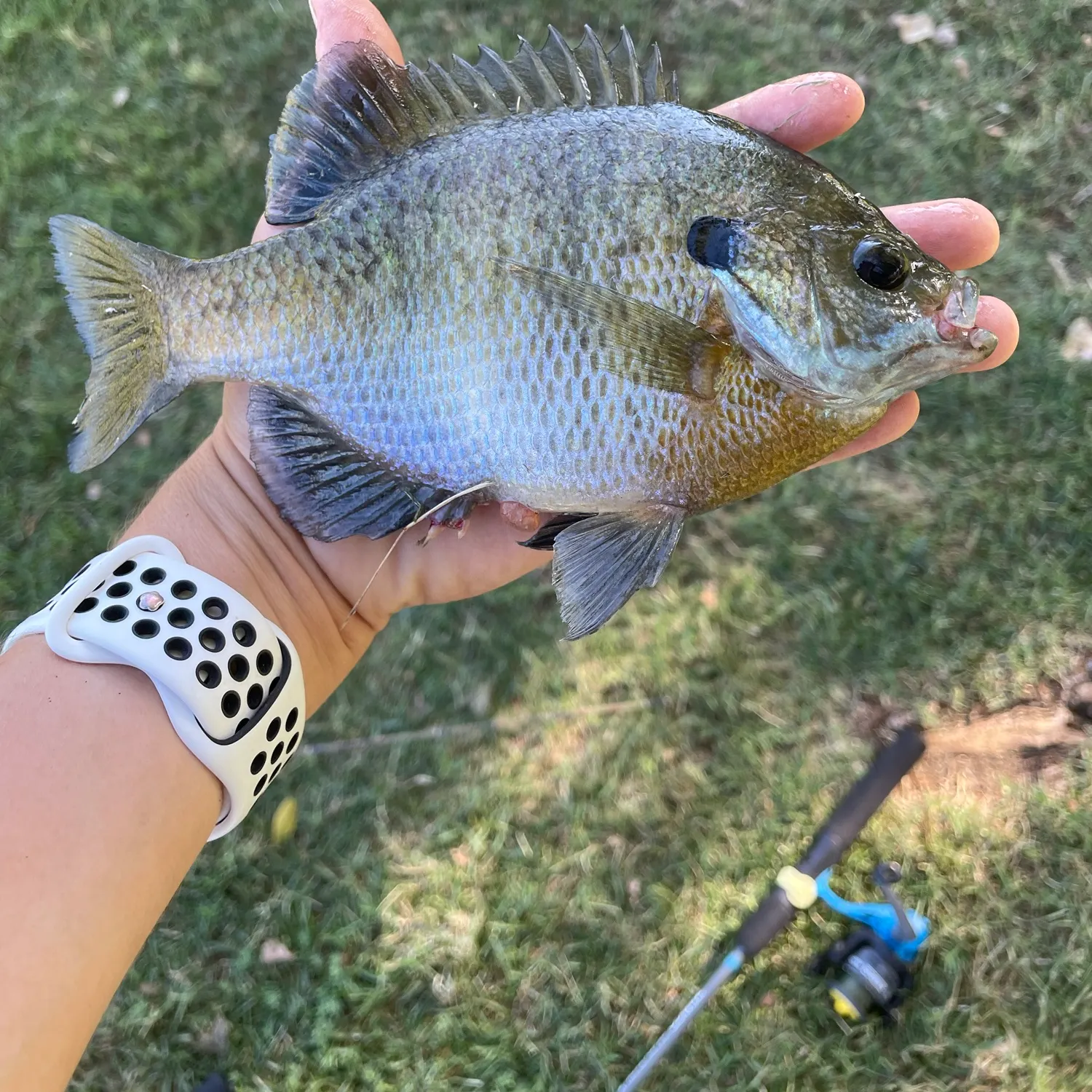 Bluegill caught on Fishbrain