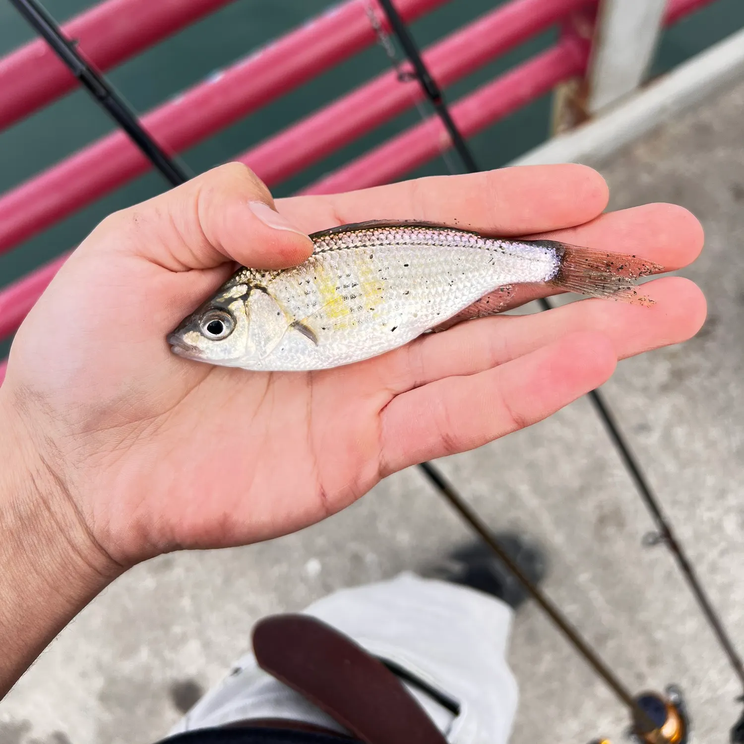 The most recent Shiner perch catches on Fishbrain