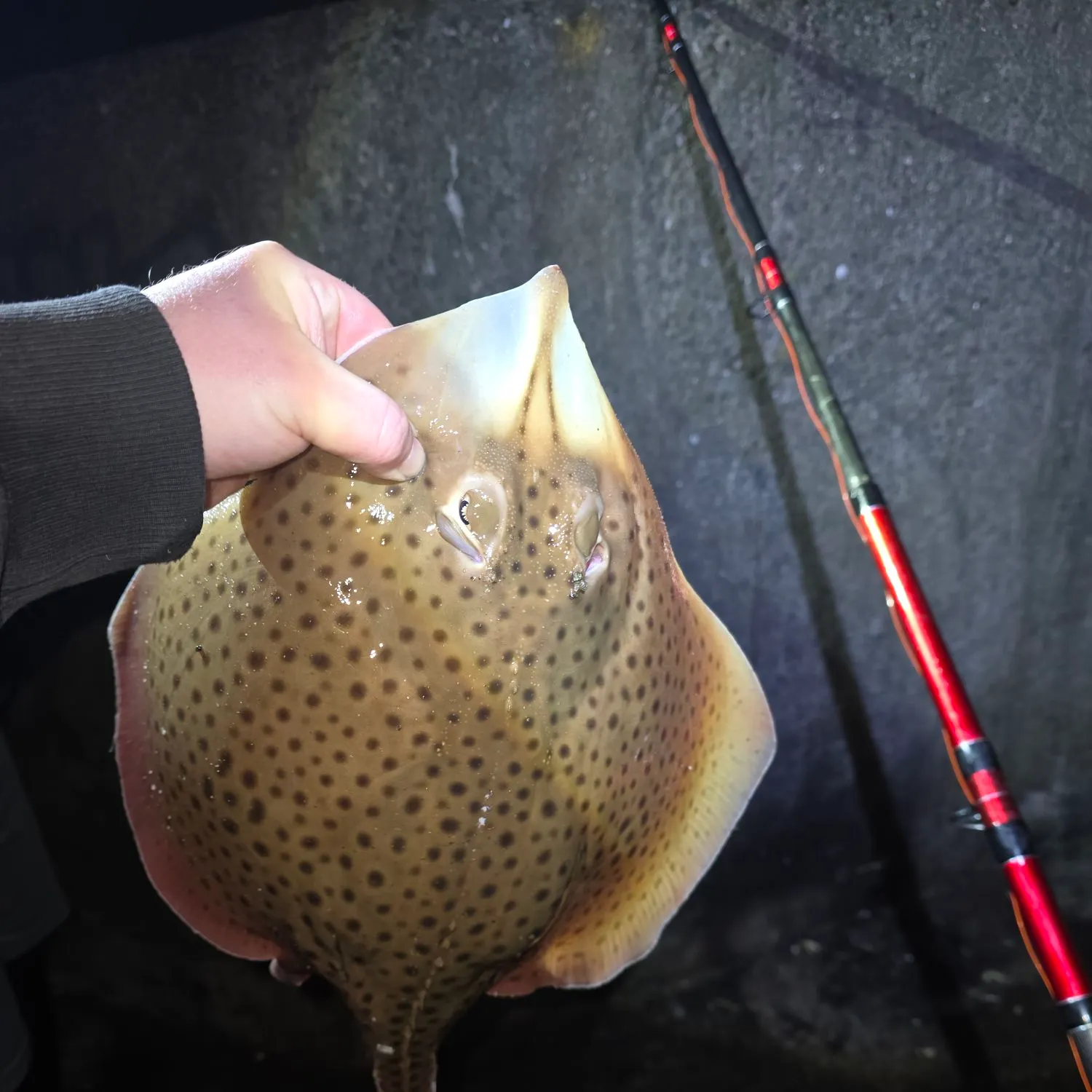 The most recent Spotted ray catches on Fishbrain