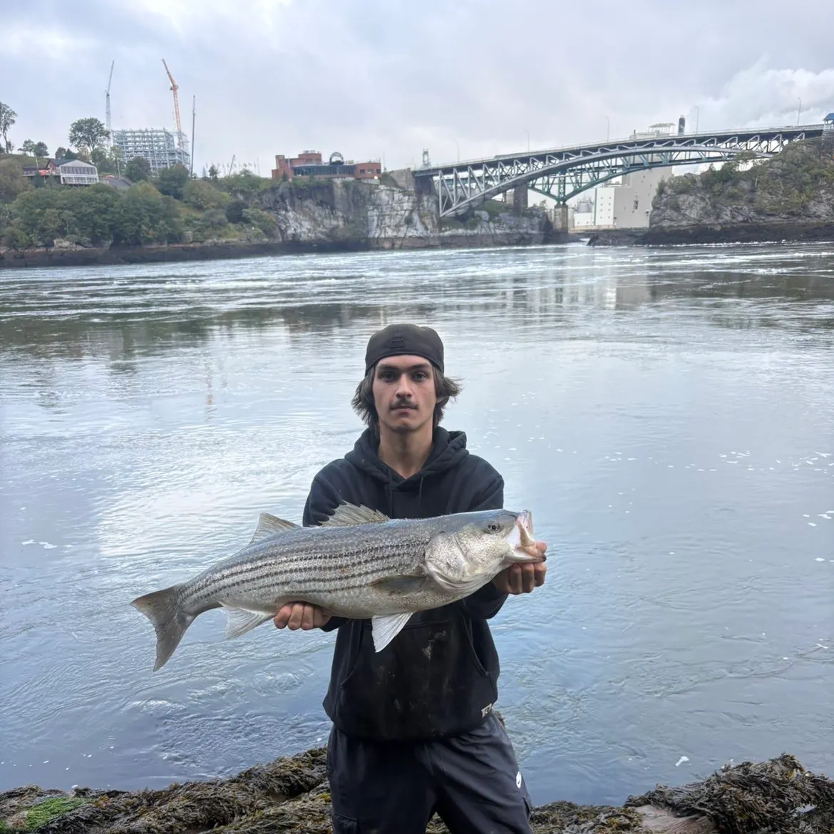 Striped bass caught on Fishbrain