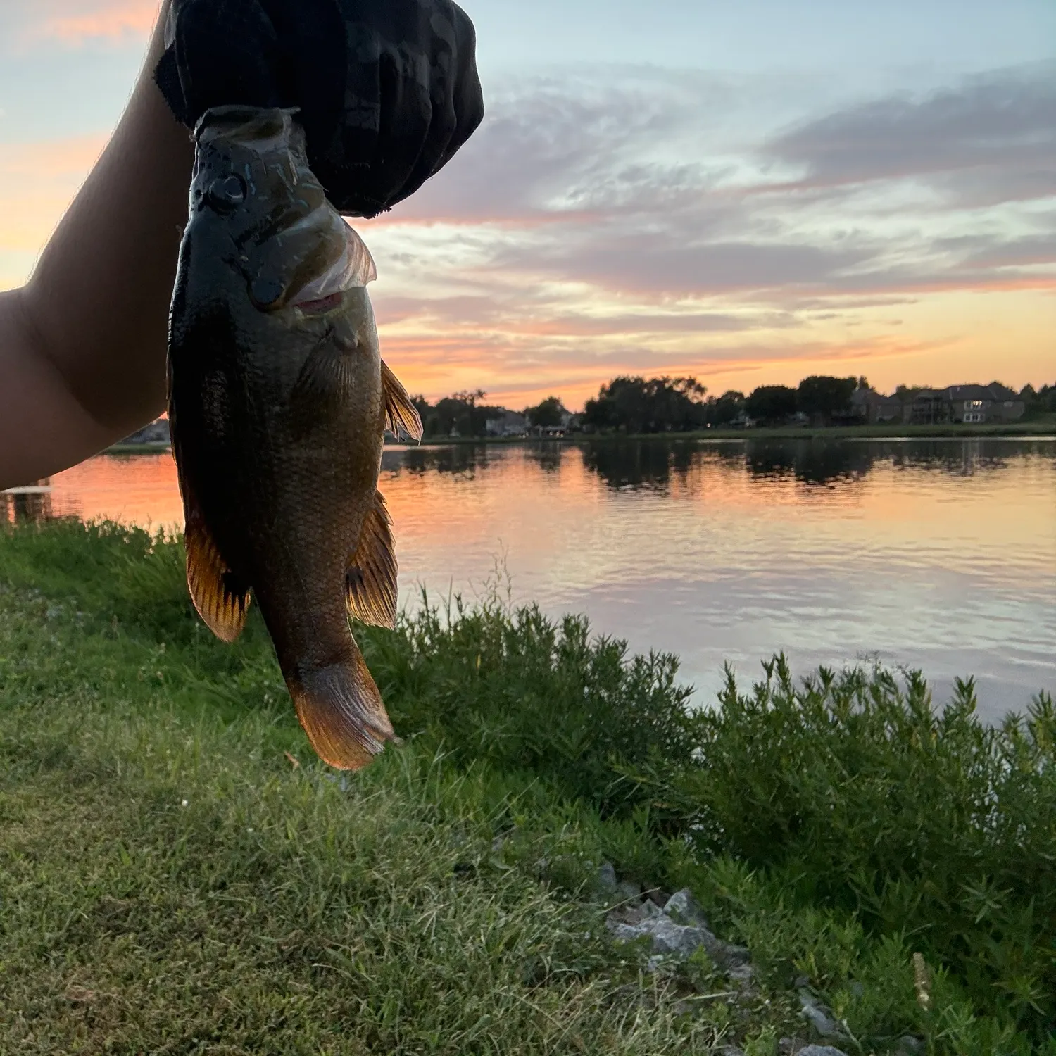 Green sunfish caught on Fishbrain
