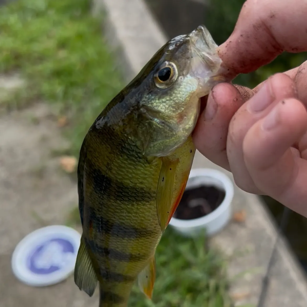 Yellow perch caught on Fishbrain