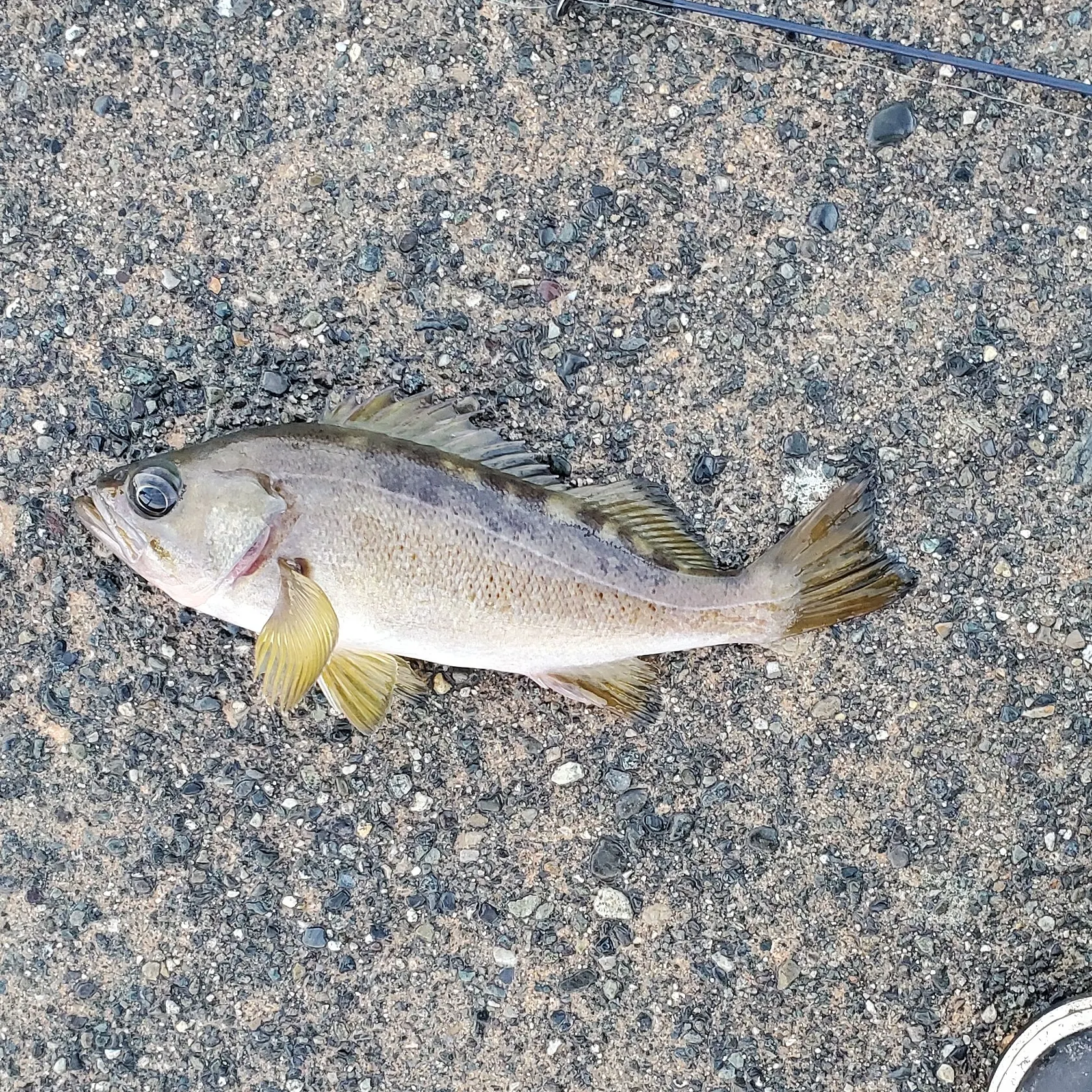 The most recent Yellowtail rockfish catches on Fishbrain