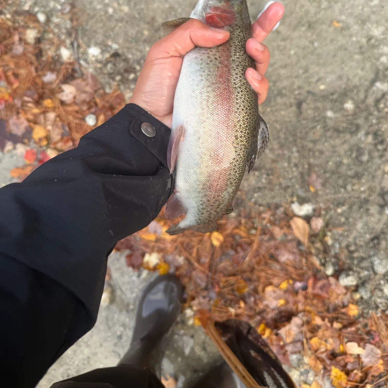 Rainbow trout caught on Fishbrain