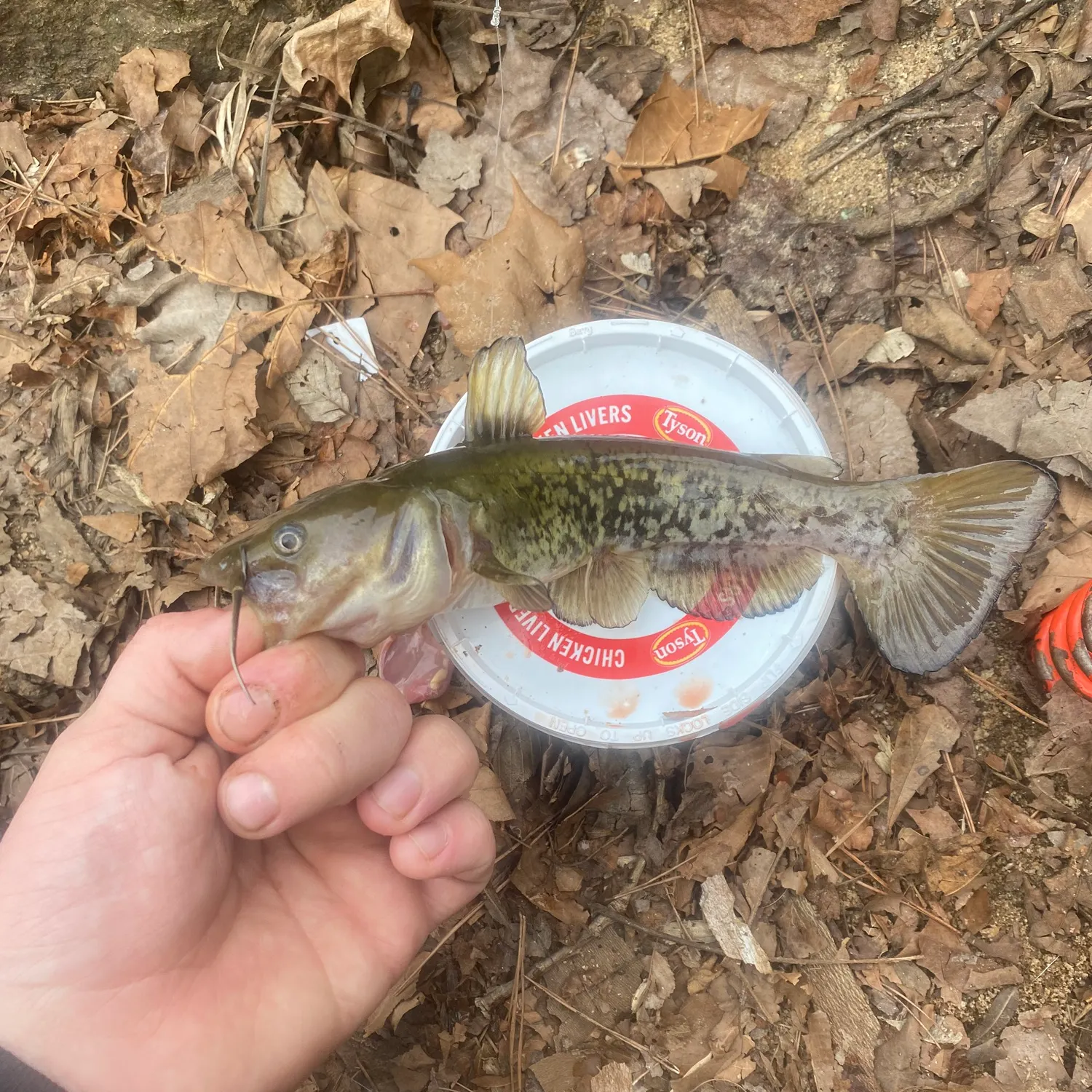 The most recent Flat bullhead catches on Fishbrain
