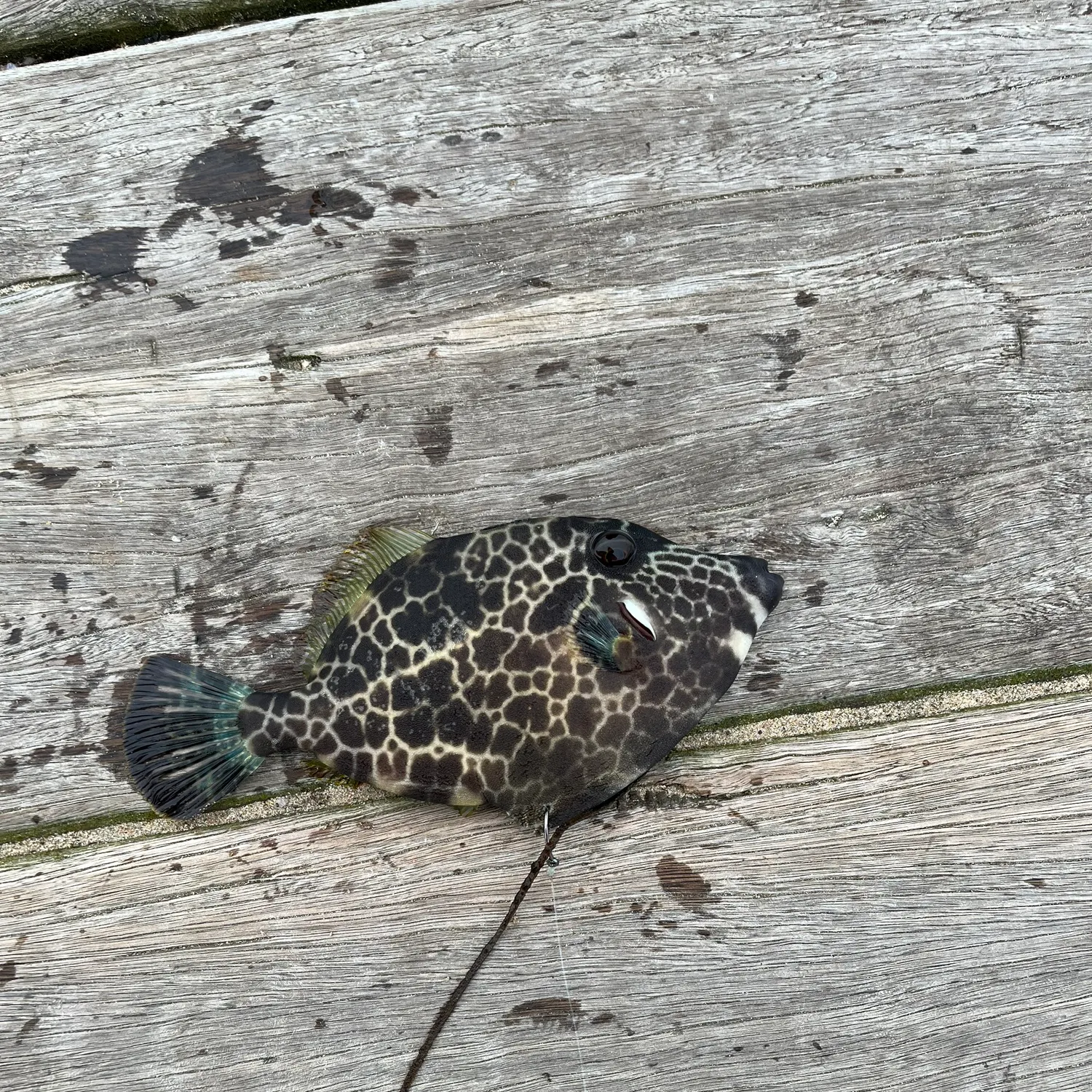The most recent Yellowfin leatherjacket catches on Fishbrain