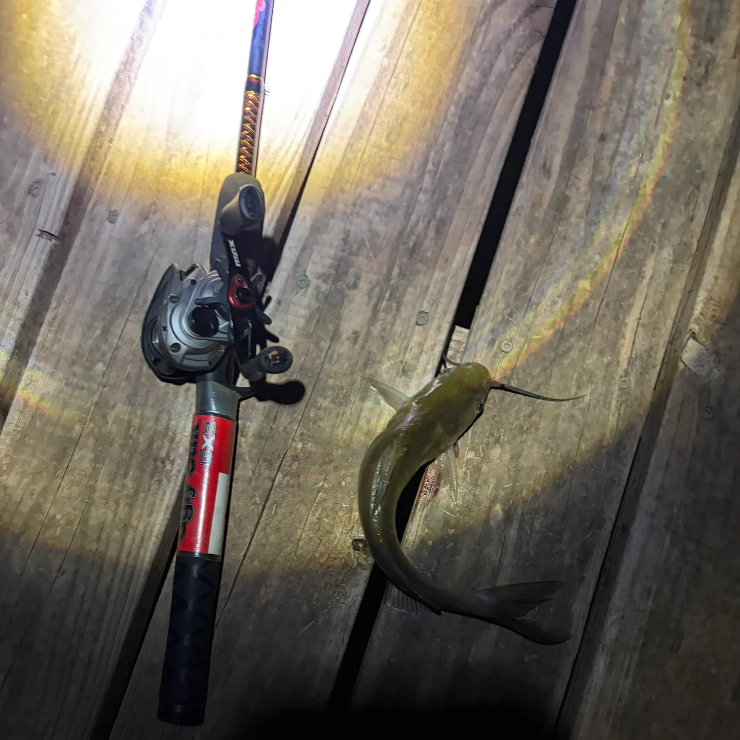Channel catfish caught on Fishbrain