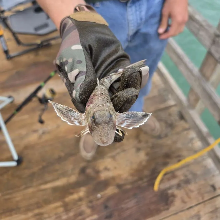 Northern searobin caught on Fishbrain