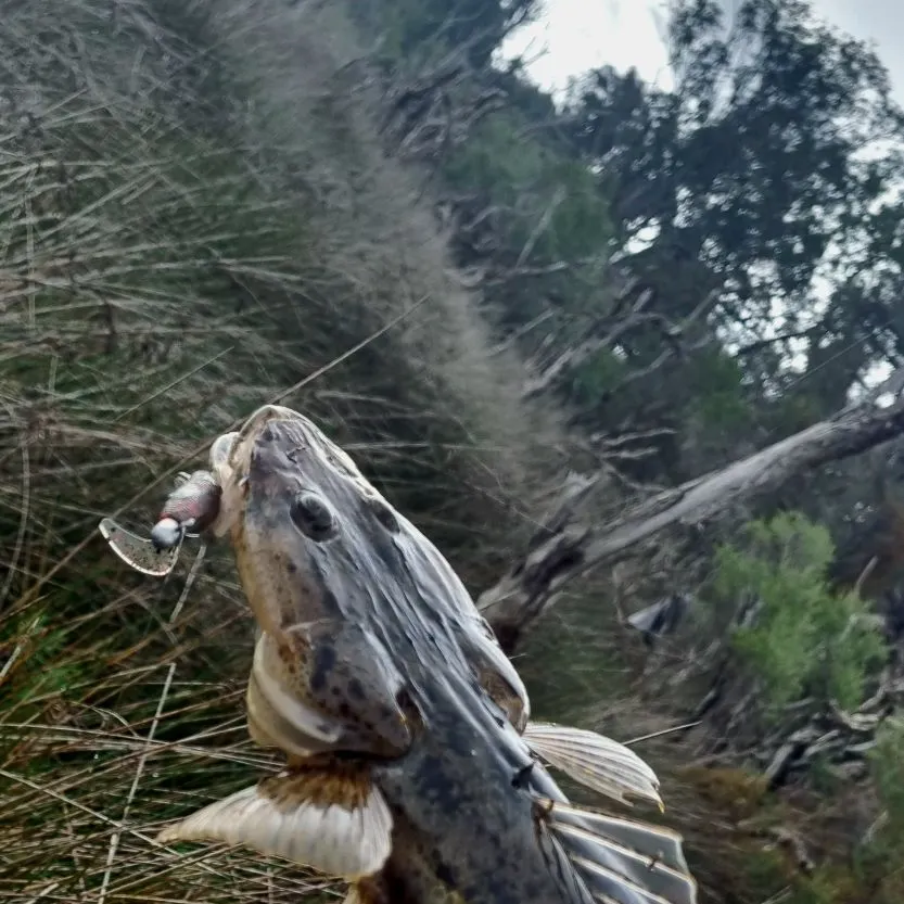 The most recent Bartail flathead catches on Fishbrain