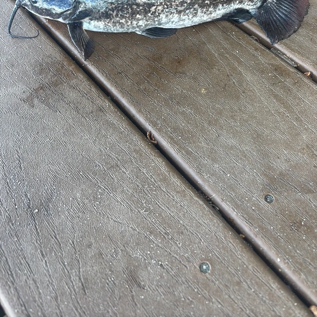 Brown bullhead caught on Fishbrain