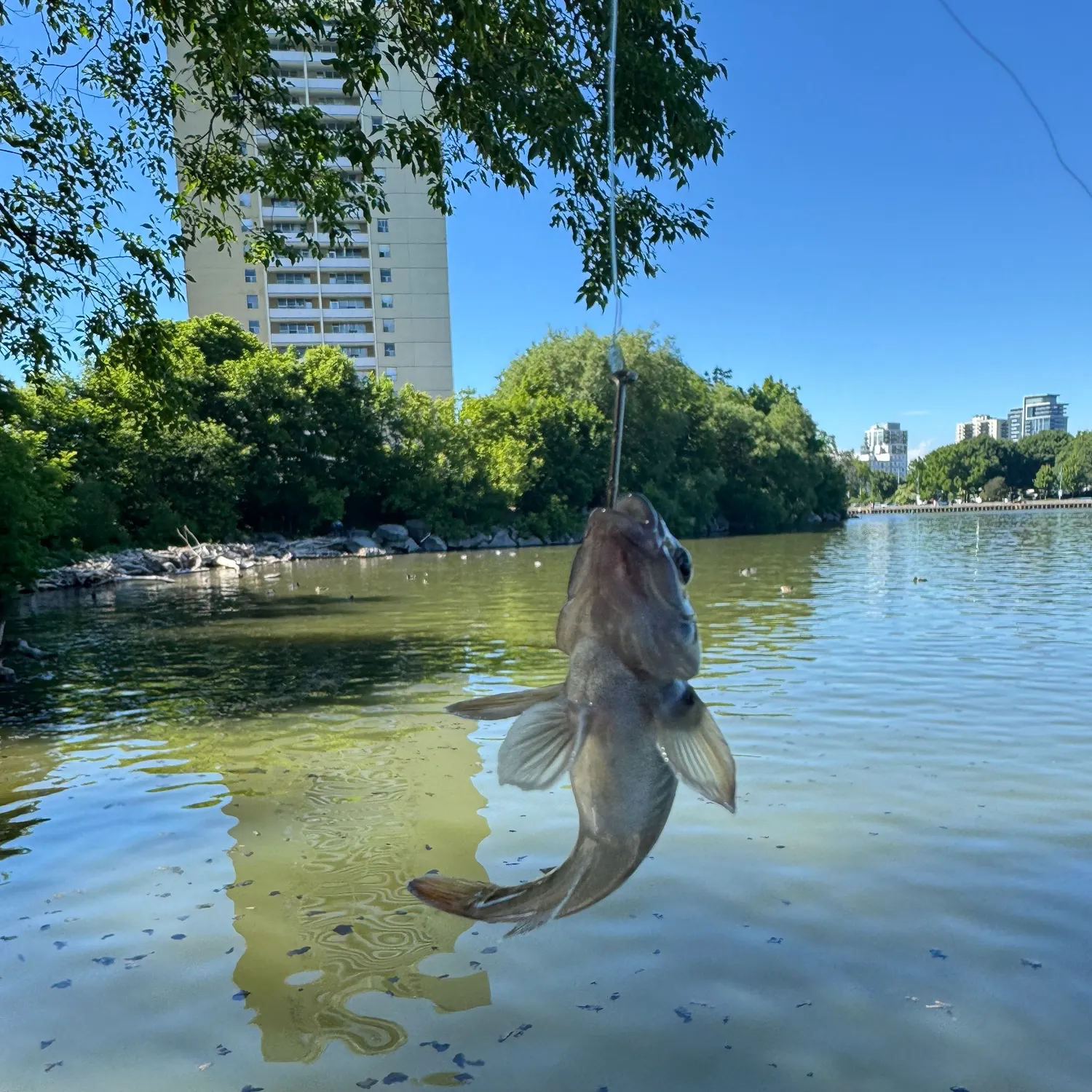 The most recent Common goby catches on Fishbrain