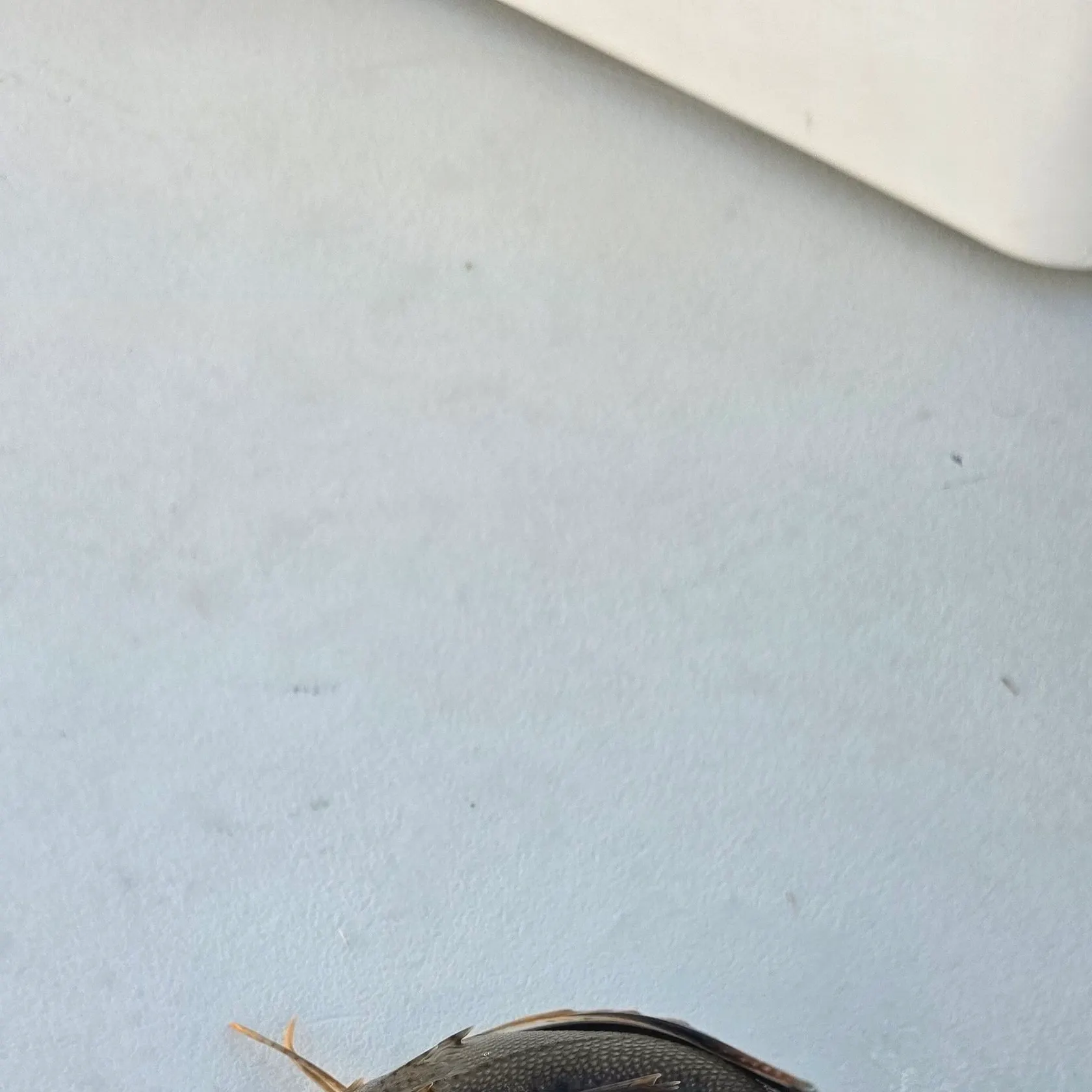 Striped searobin caught on Fishbrain