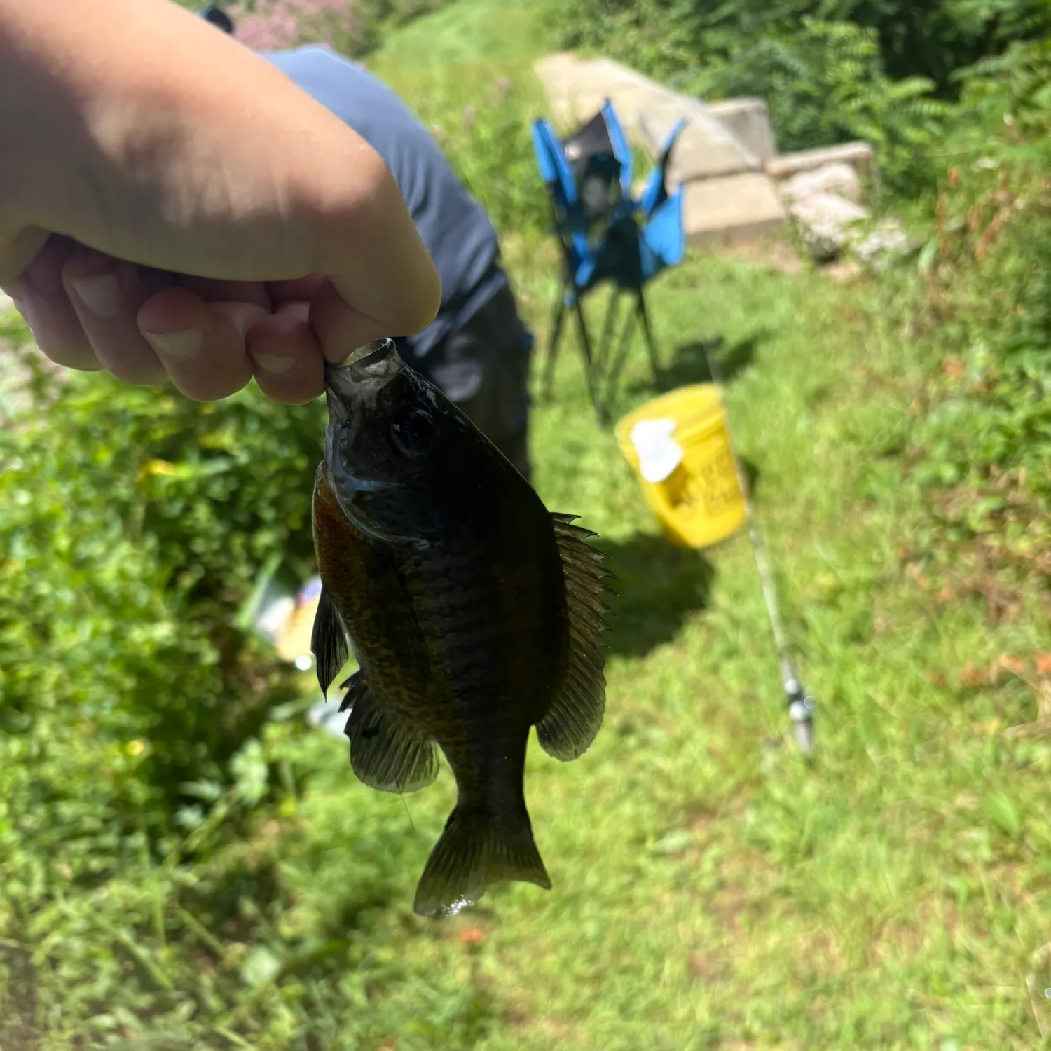 Bluegill caught on Fishbrain